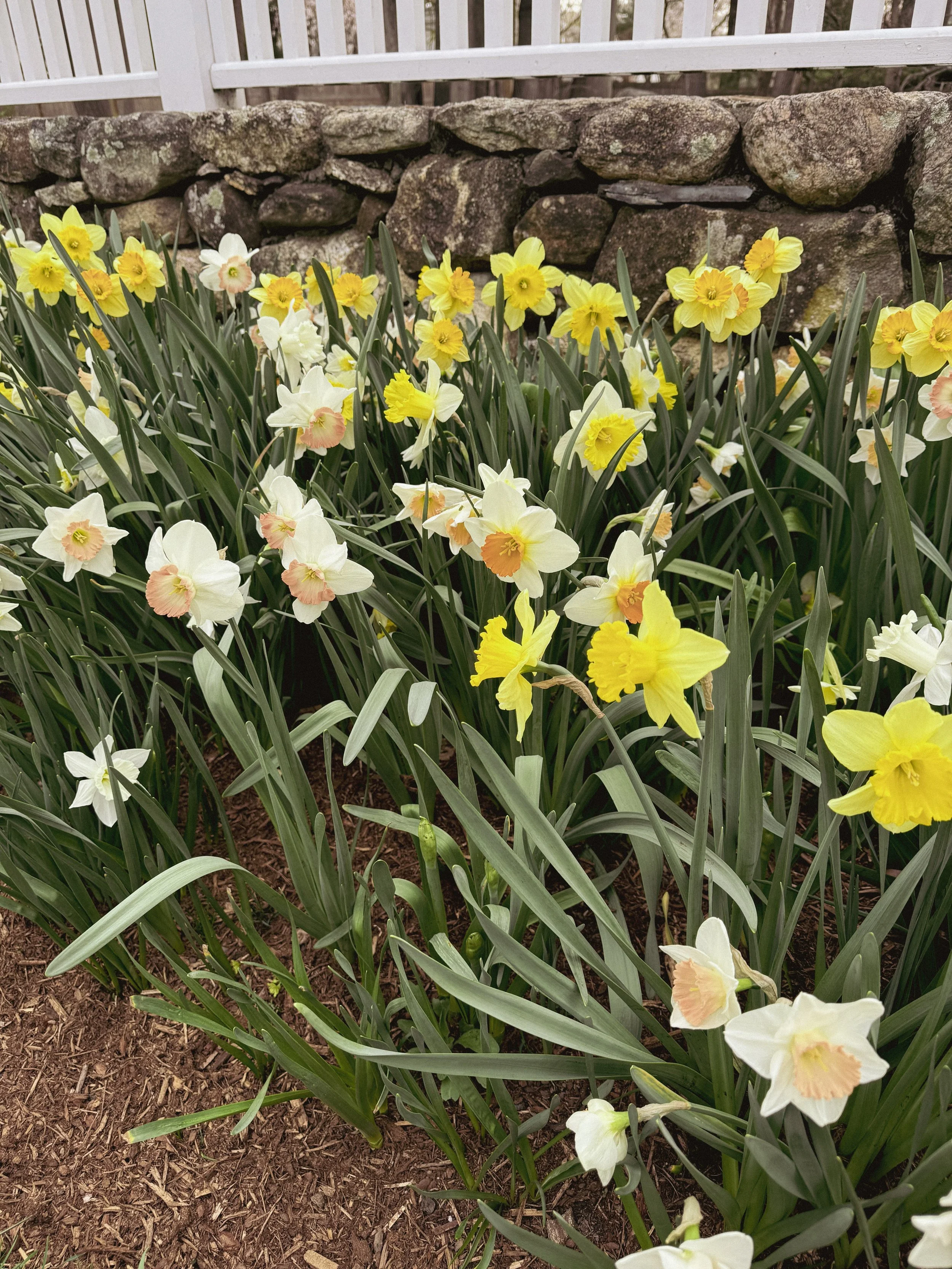 A garden bed with yellow and white daffodils in front of a stone wall and white fence.