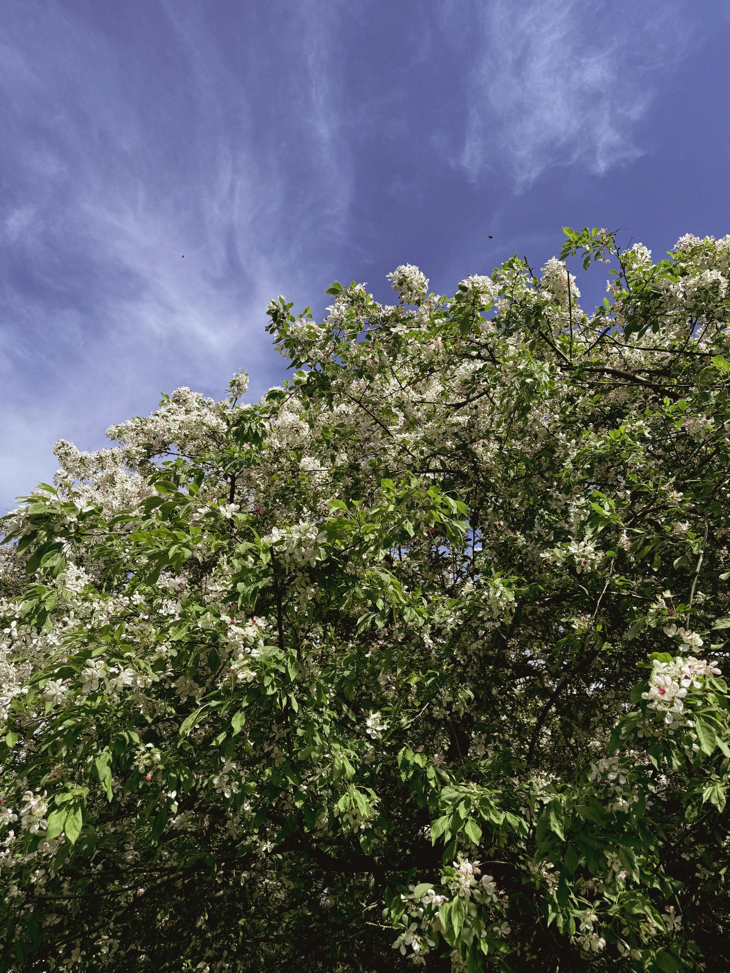 Blooming white flowers on a tree against a blue sky with wispy clouds.