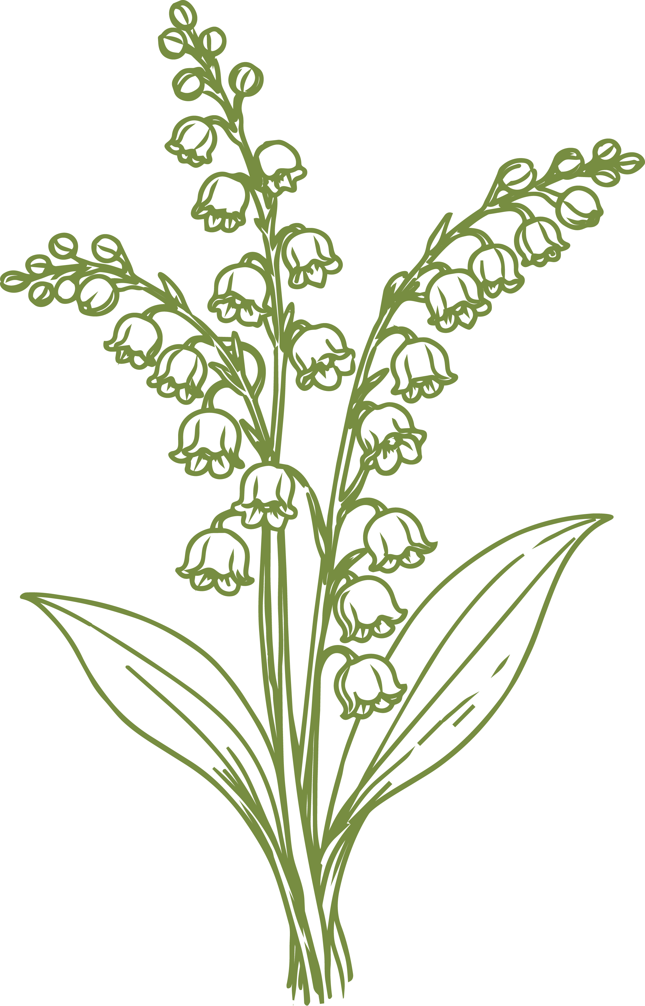 Line drawing of a lily of the valley plant with bell-shaped flowers and long leaves on a black background.