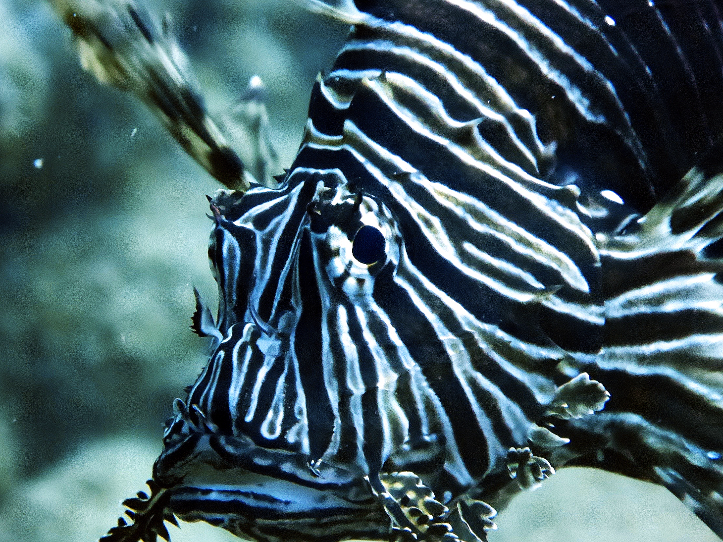 Lionfish on a dive trip with Eurodivers Zante to Turtle Island in the Marine Park of Zakynthos