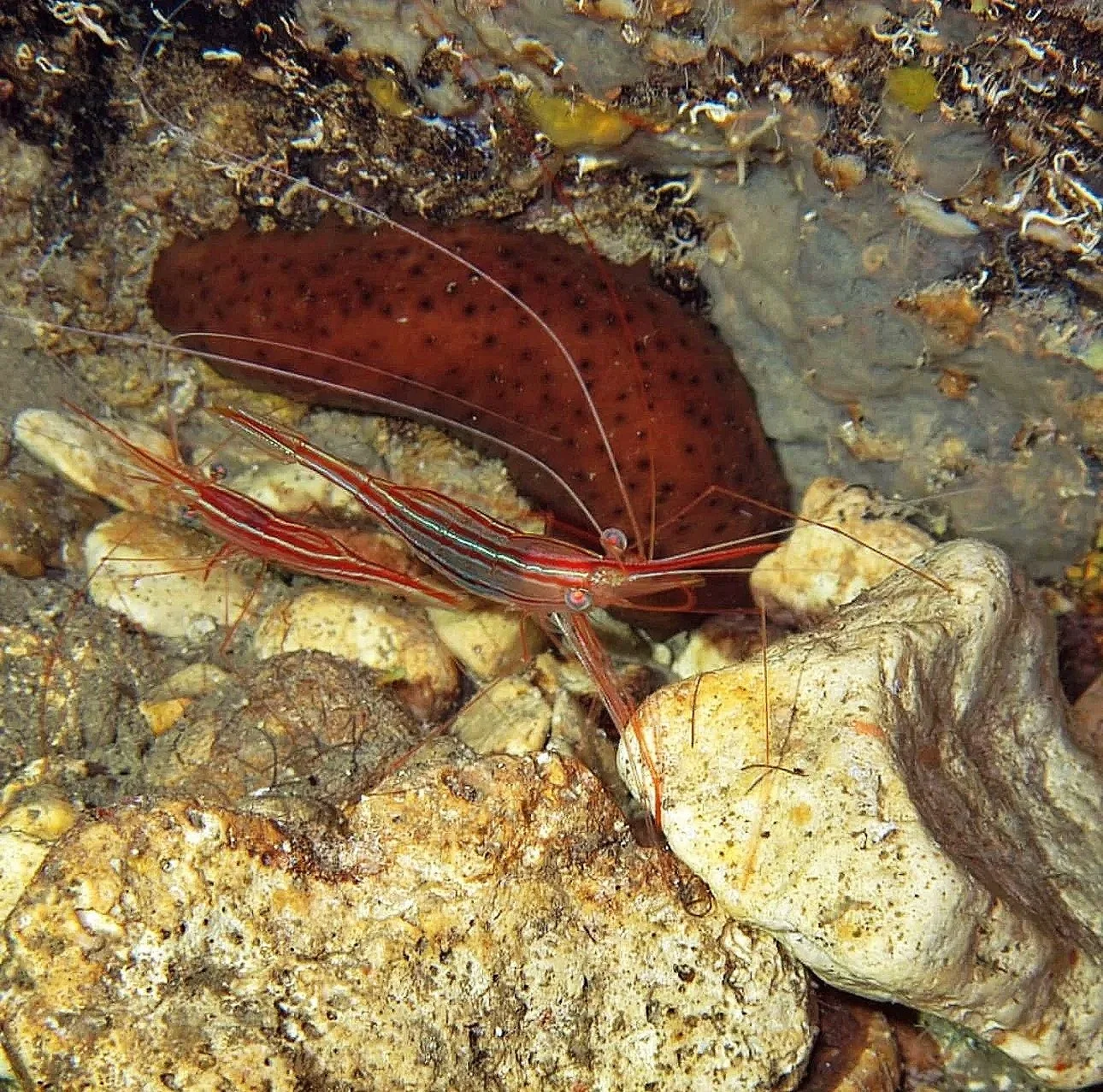 Shrimp in Shrimp cave