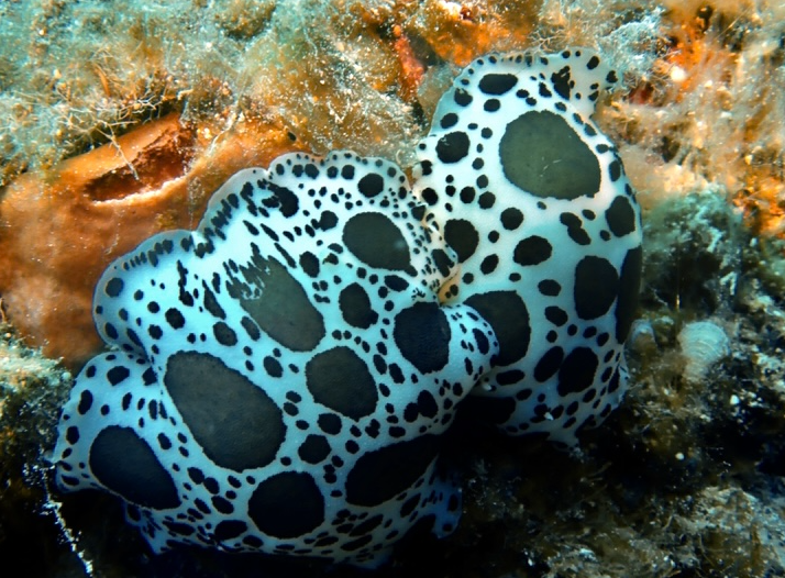 Cow nudibranch spotted during dive with Eurodivers Zante in Zakynthos Marine Park