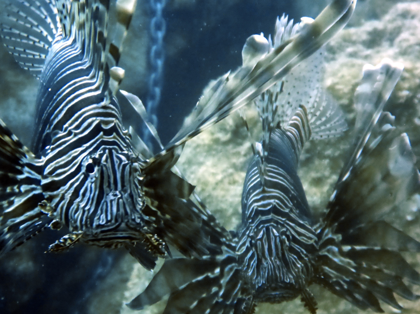Two Lionfish at the Turtle Island photographed by student attending PADI course at Eurodivers Zante