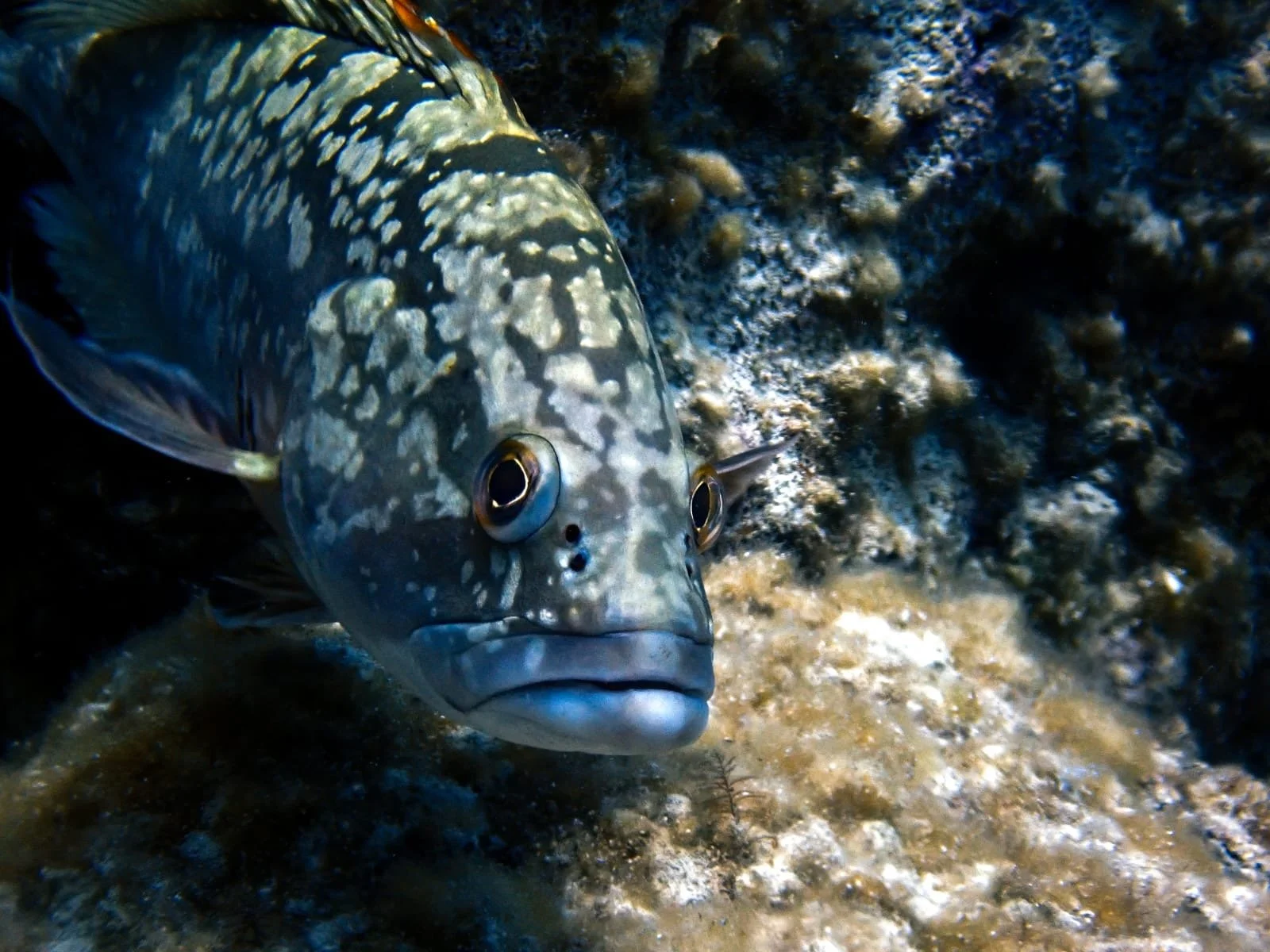 Grouper seen during dive trip with Eurodivers Zante in the Marine park of Zakynthos.