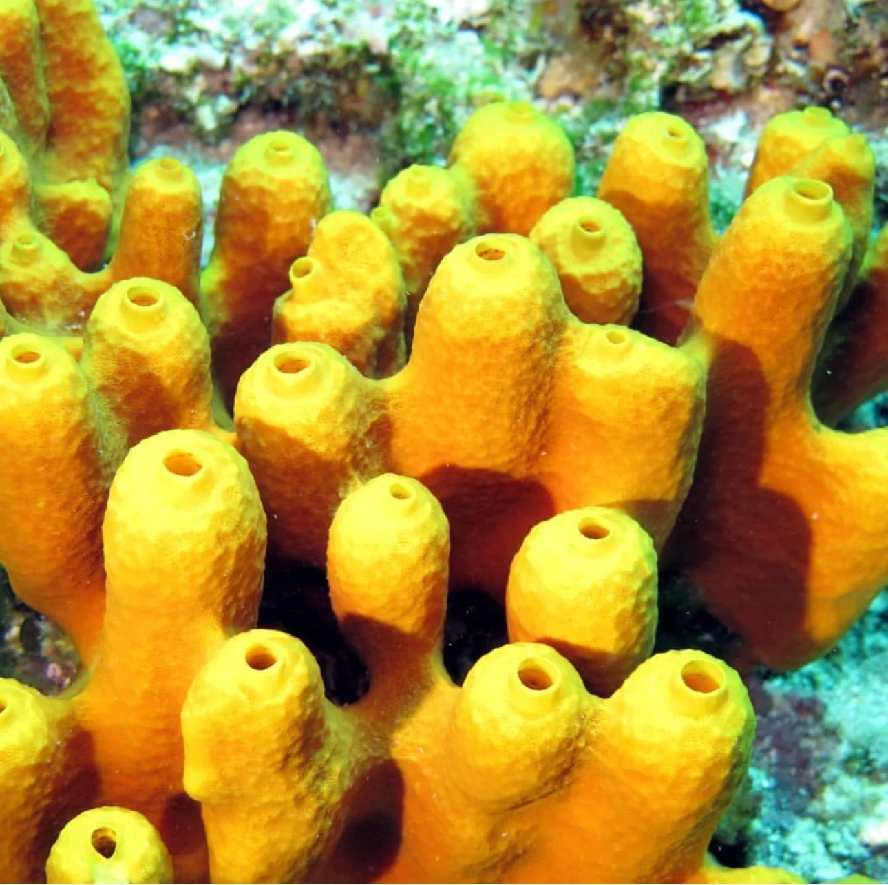 Yellow Tube Coral in the Marine Park of Zakynthos.