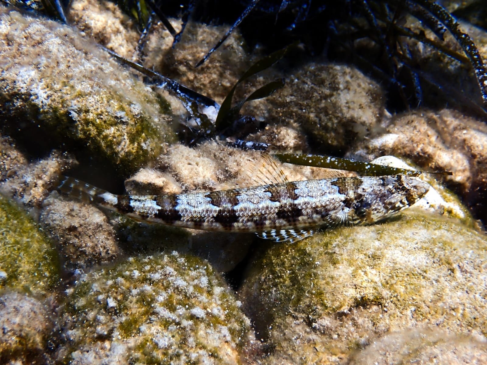 Blenny photographed by students at Eurodivers Zante at one of the best dive sites in Zakynthos.