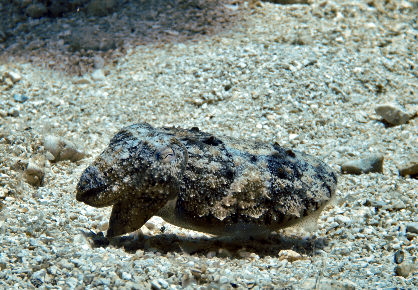 A cuttlefish at one of the dive sites in the Marine Park when diving with Eurodivers Zante.