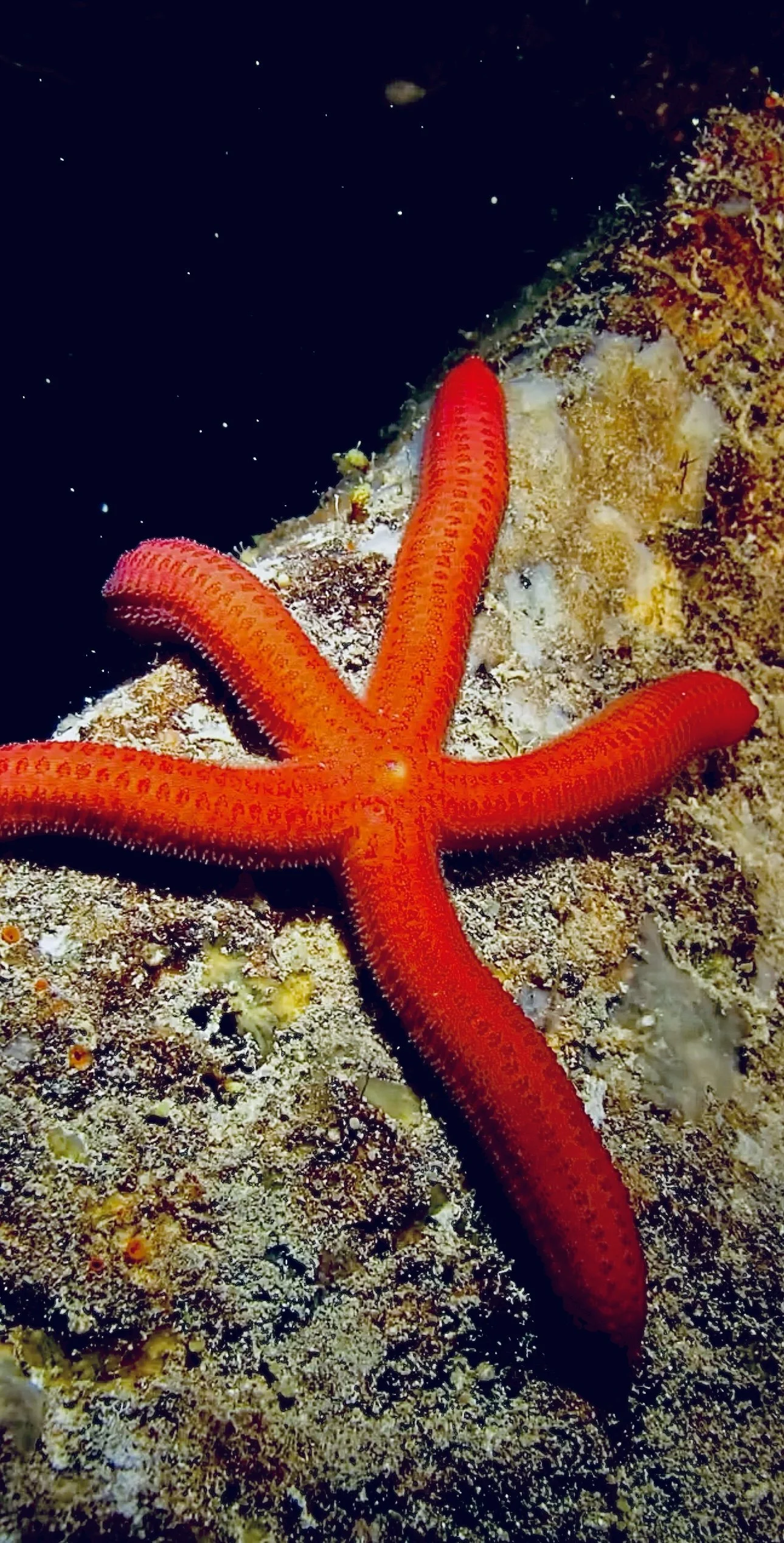 Red starfish in Zakynthos Marine Park, photographed by Eurodivers Zante during PADI Digital Imaging Speciality Course
