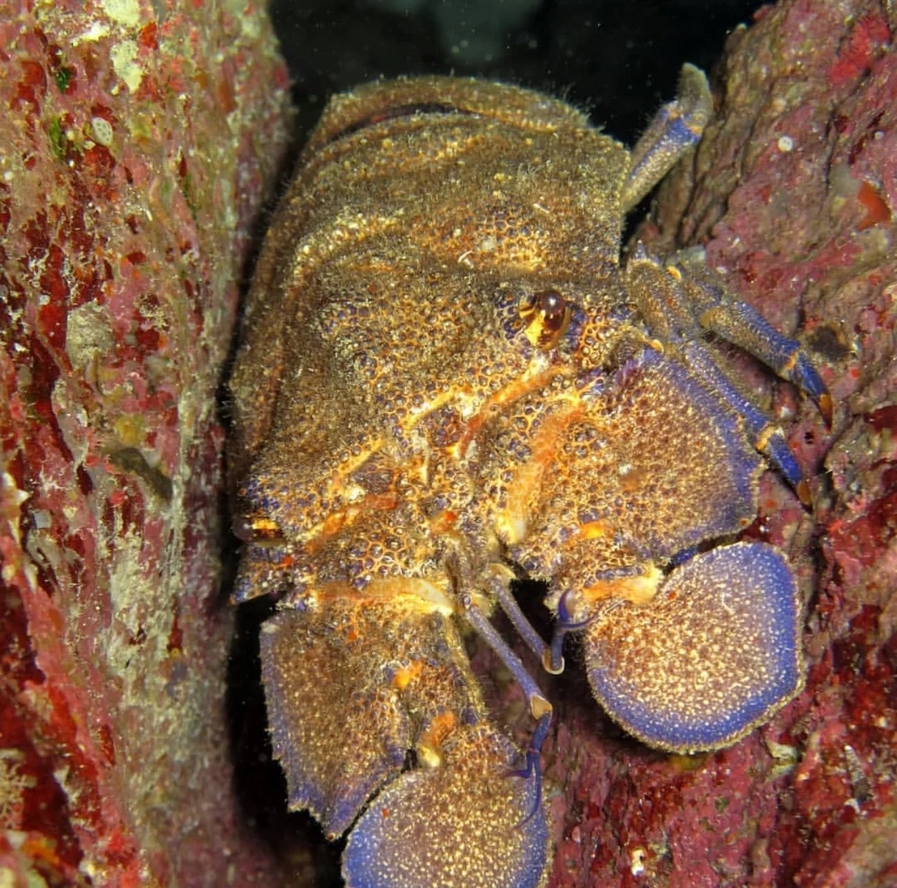 A flatheaded lobster seen with Eurodivers Zante at one of the dive sites in the Marine Park of Zakynthos