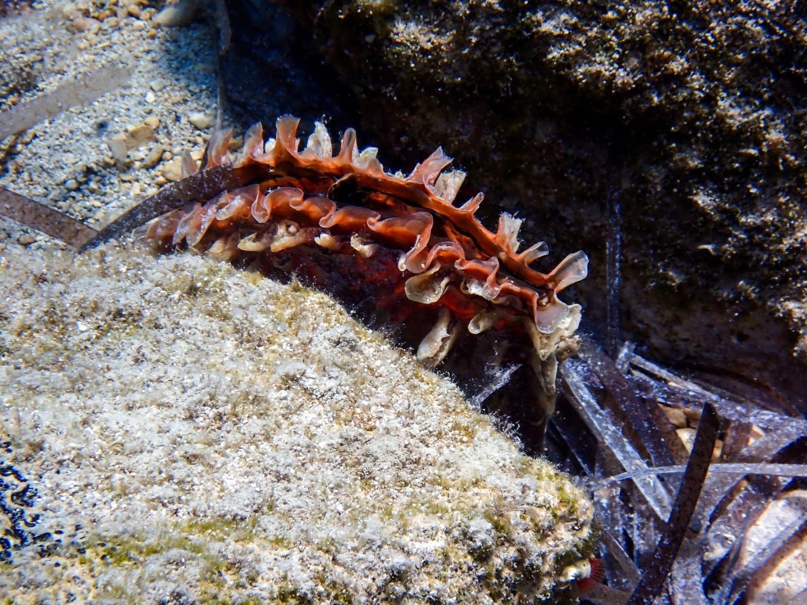 A small pin shell seen when diving with Eurodivers Zante at the Keri Cave area in Zakynthos