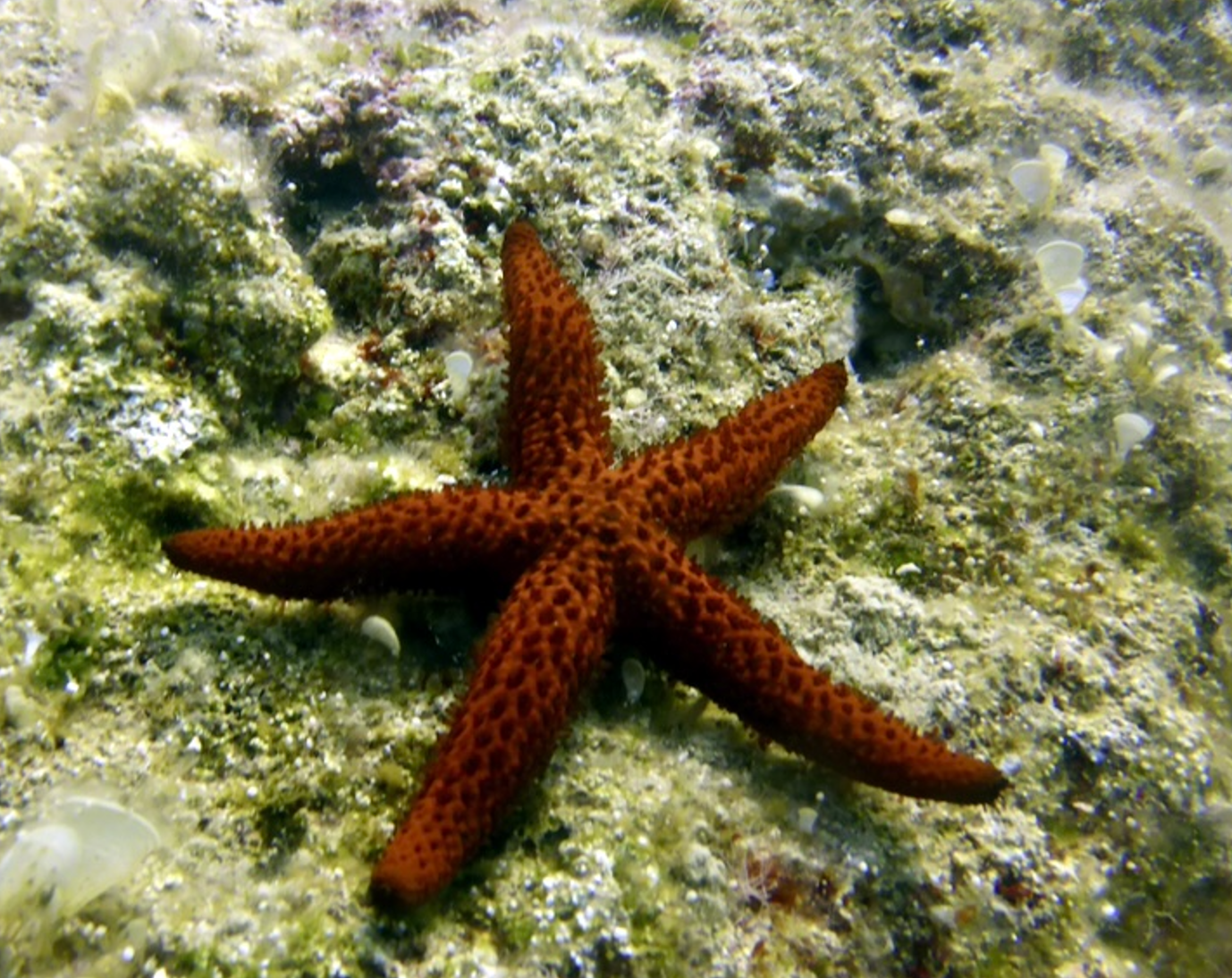 Red starfish spotted at one dive site during dive trip with Eurodivers Zante