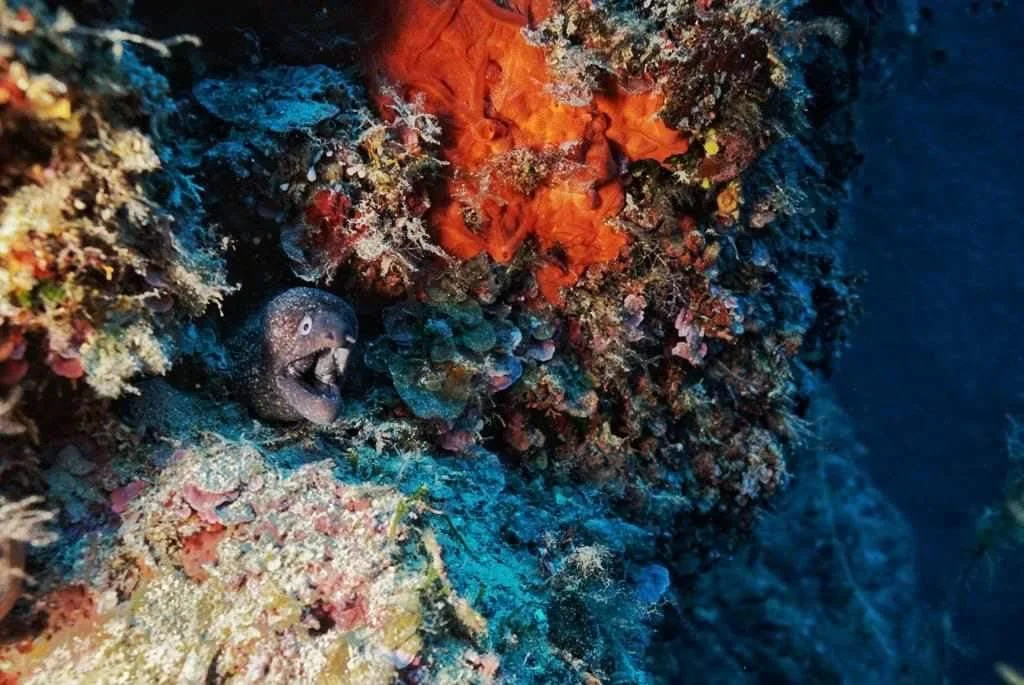 Moray eel among colorful rock work spotted when diving in Zakynthos with Eurodivers Zante