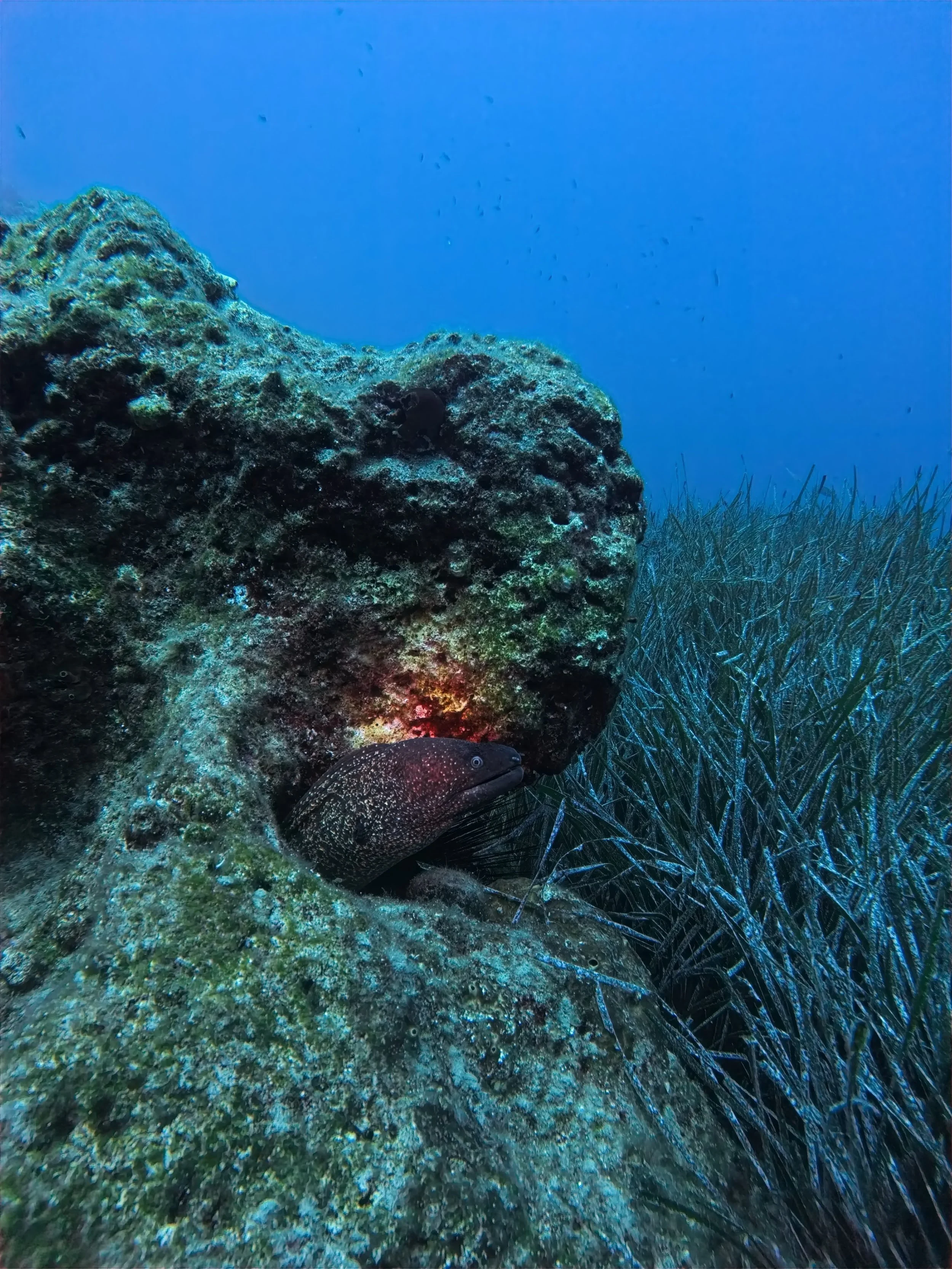 Moray eel hiding at one of the dive sites in Zakynthos Marine Park.
