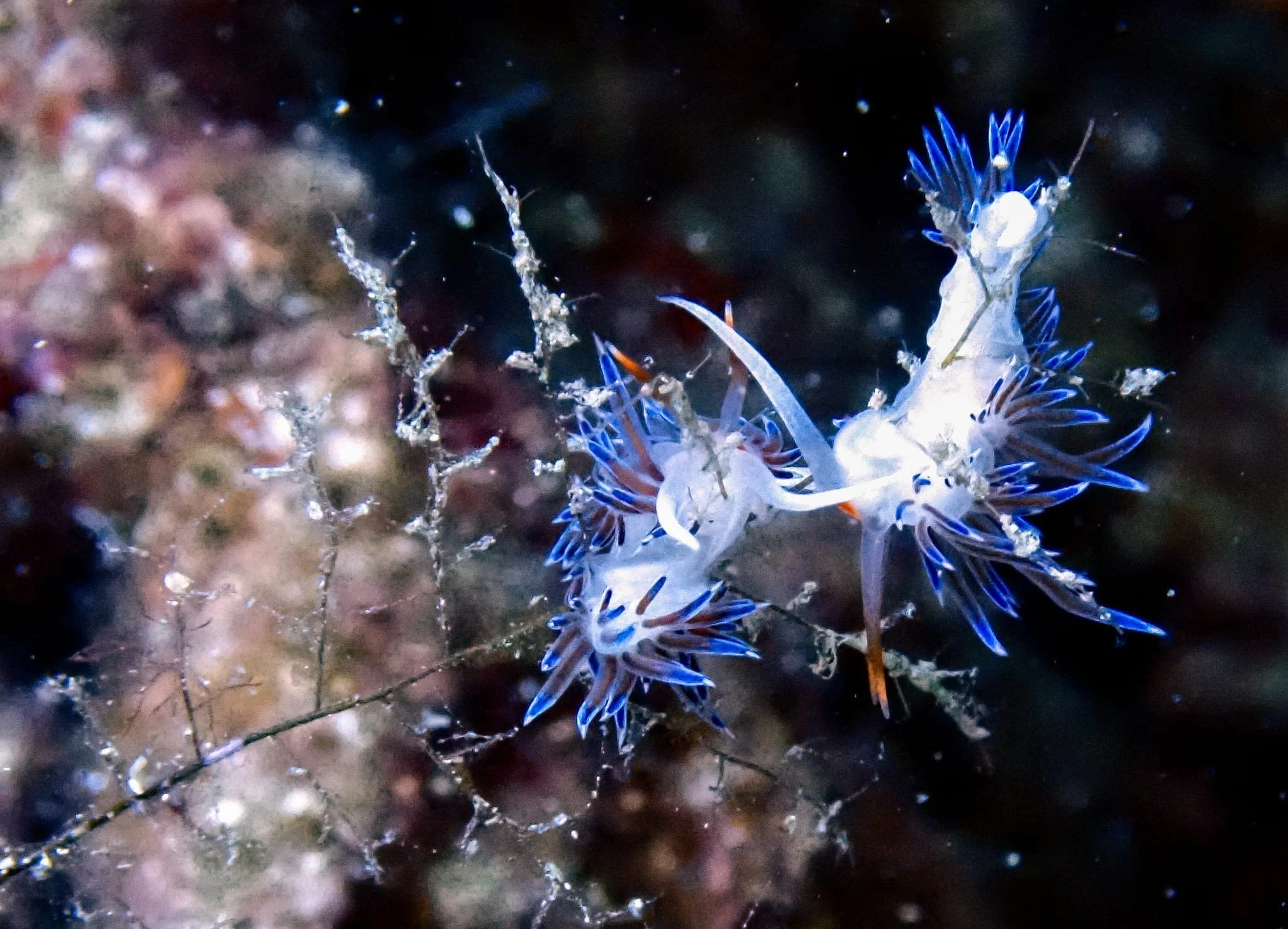 Beautiful Nudibranch photographed by a PADI course student at Eurodivers Zante