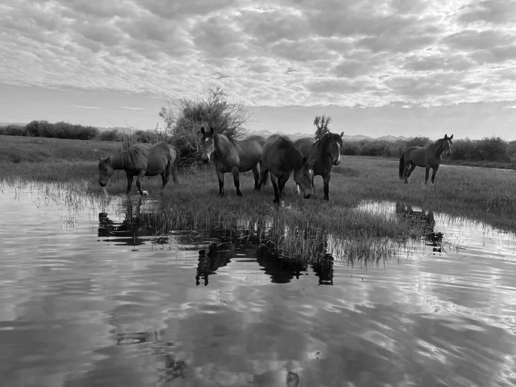 Jackson Hole - YMB Teton Services
