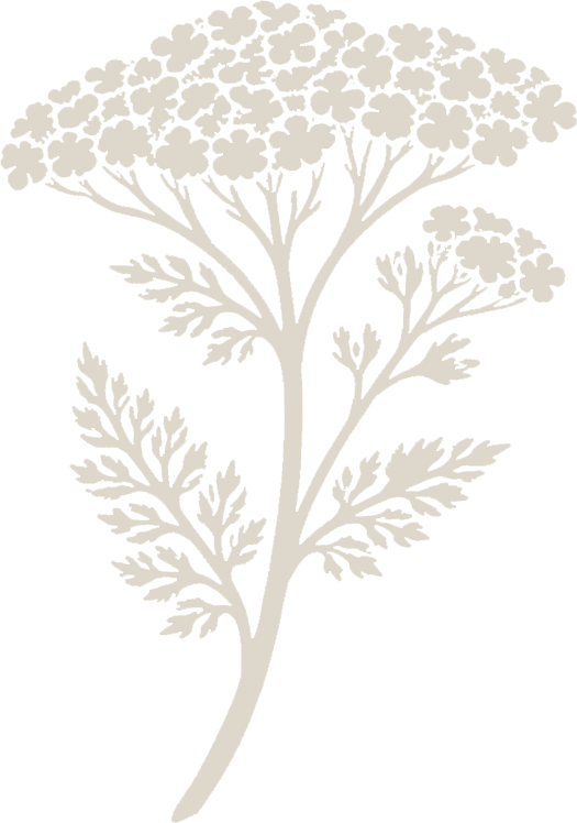 Silhouette of a flowering plant with multiple clusters of small round flowers at the top and detailed leaves along the stem, against a black background.