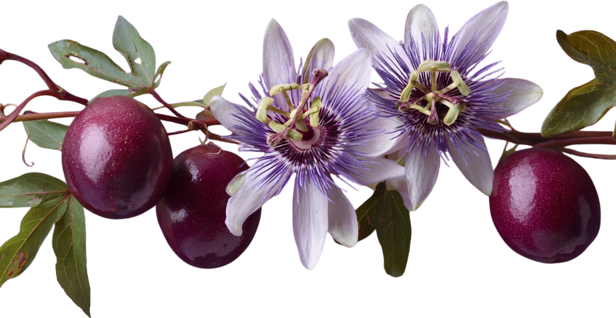 Passion fruit with purple and white flowers and green leaves on a branch.