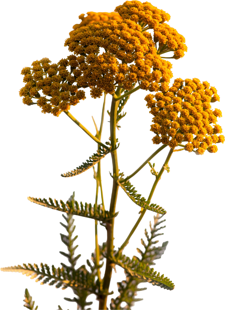 A yellow flowering plant with multiple clusters of tiny yellow flowers on green stems and serrated green leaves.
