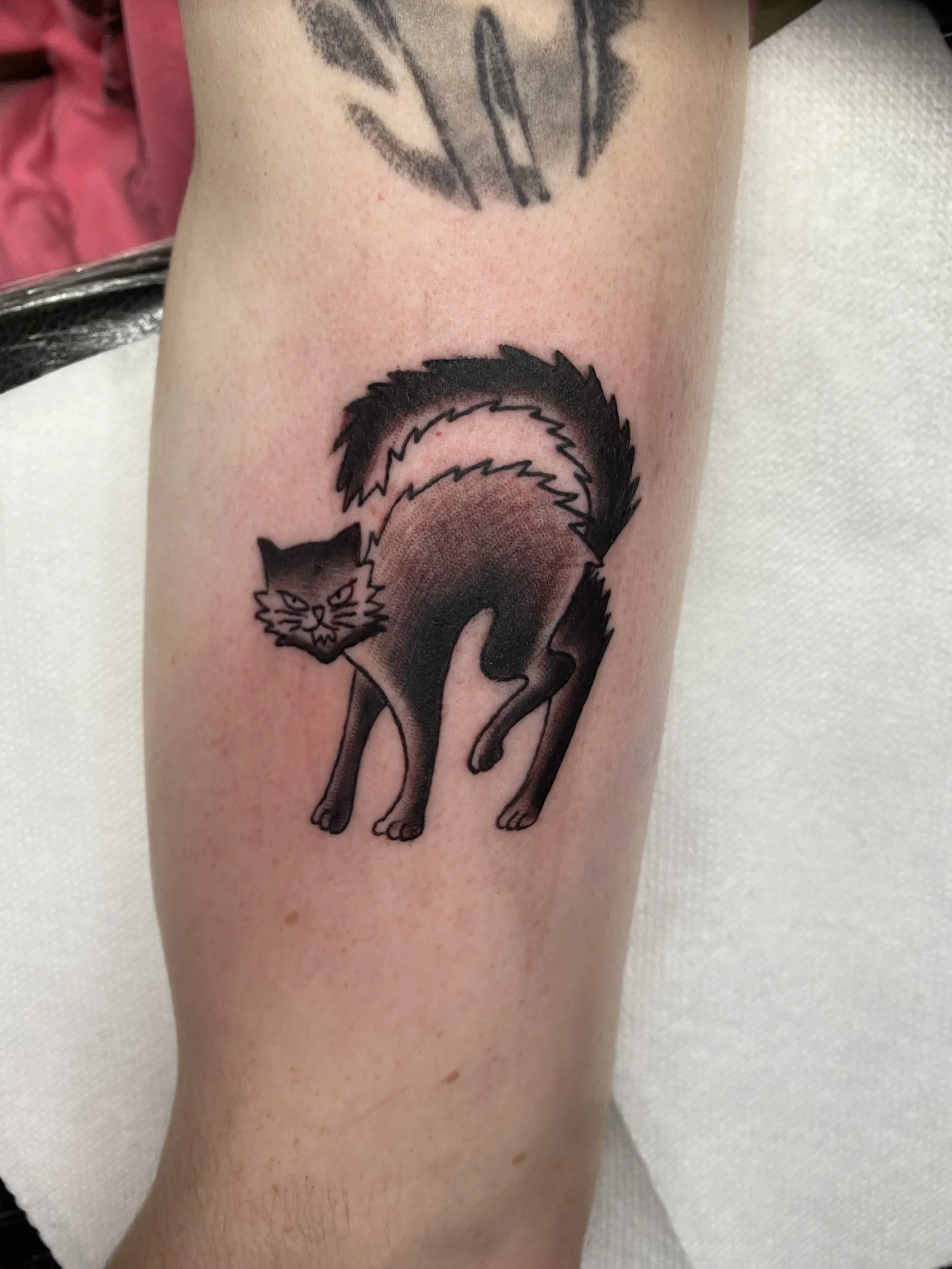 Simple Black and Grey Cat