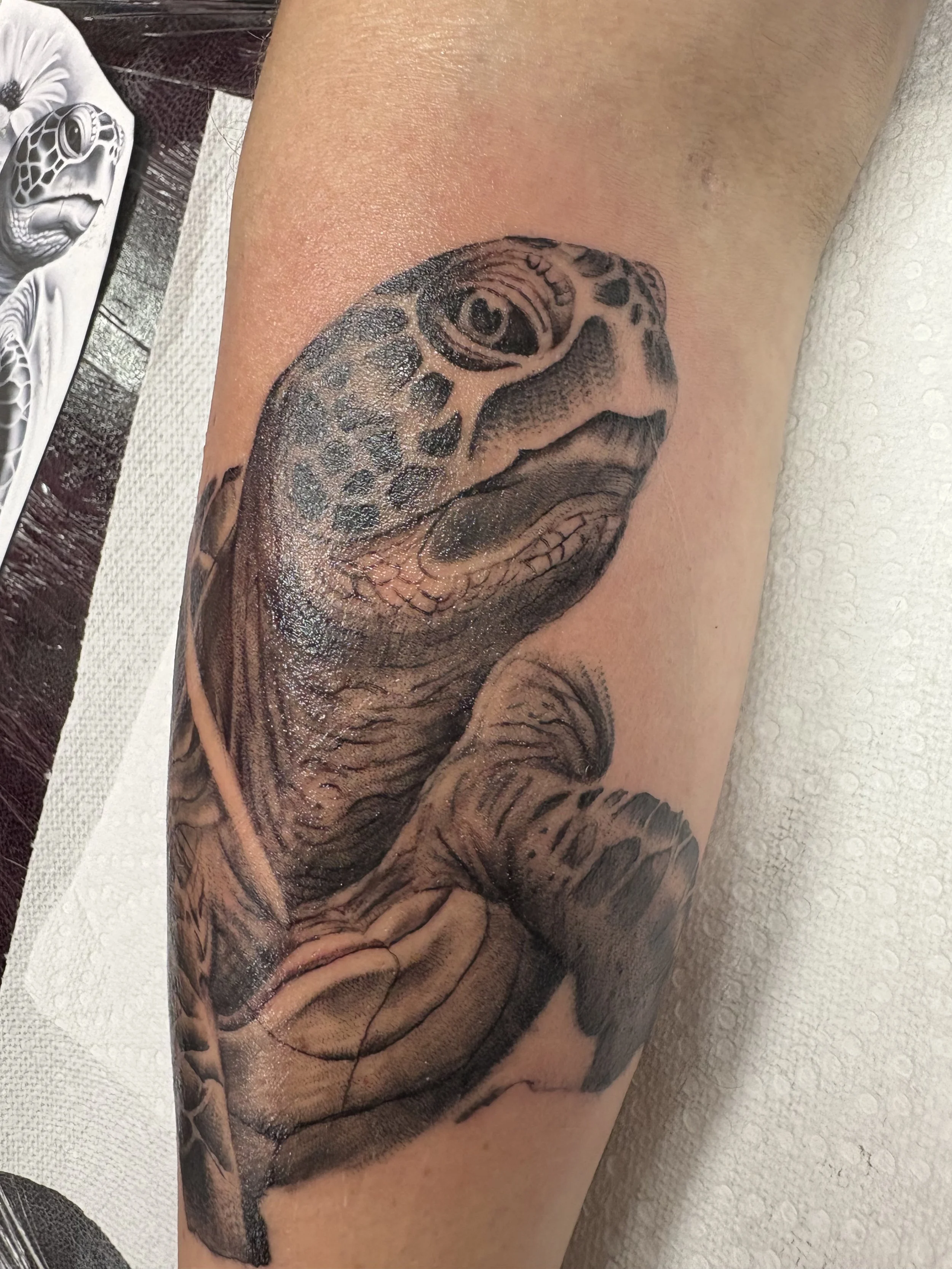 Black and Grey Realistic Turtle