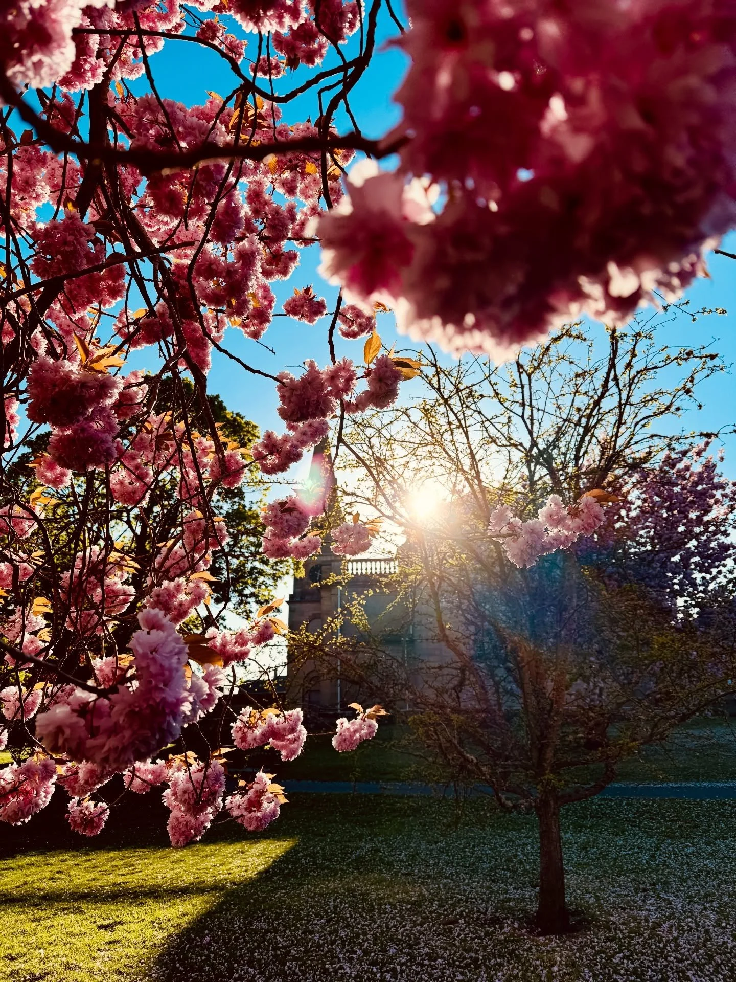 Happy Sunday friends! Just a little photo dump today of some nature moments from spring so far. We&rsquo;ve had some gorgeous weather. Not today though, it&rsquo;s raining so I&rsquo;m curled up on the couch in a blanket working lol. But these are fr