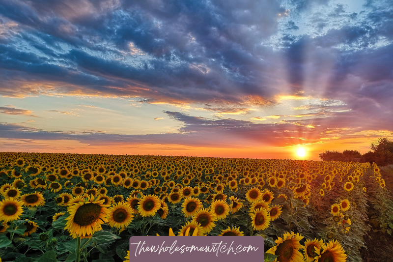 41 Ways to Celebrate Lammas