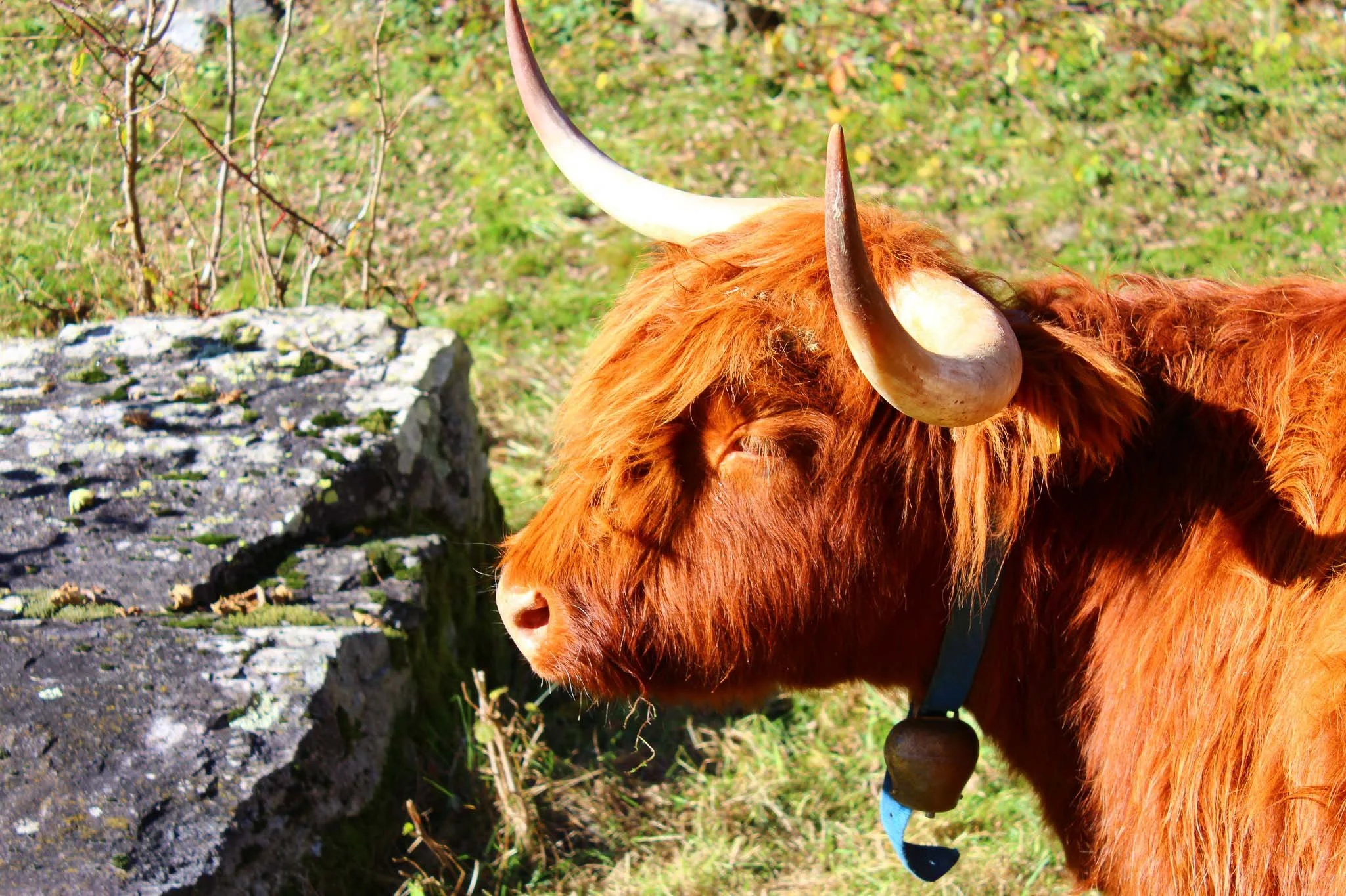 A highland cow with long horns and reddish-brown fur standing outdoors near a stone structure on grassy land.