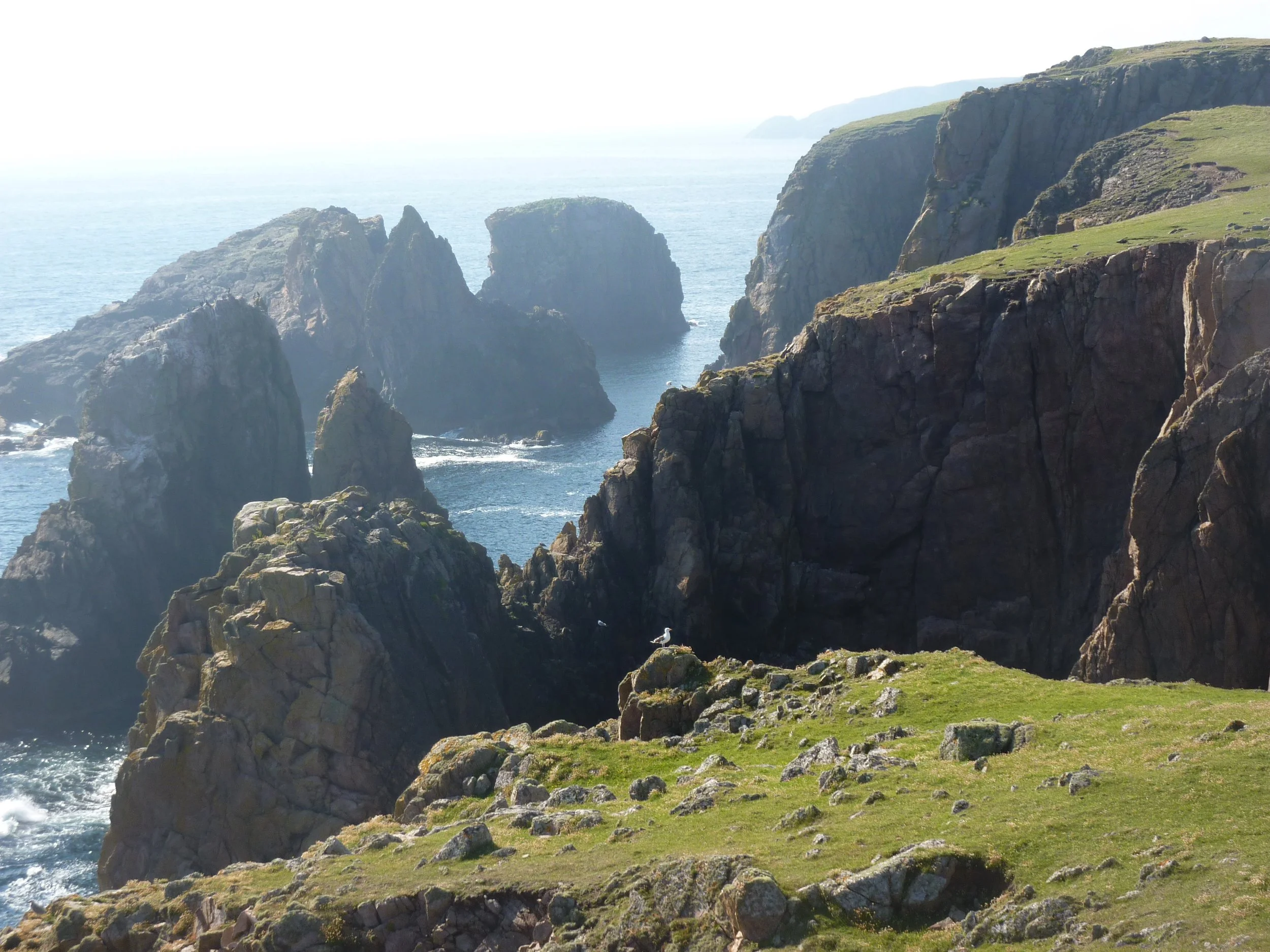 Cliffs and rocky formations along a coastal area with green grassy patches, a seagull standing on a rock, and the ocean in the background.