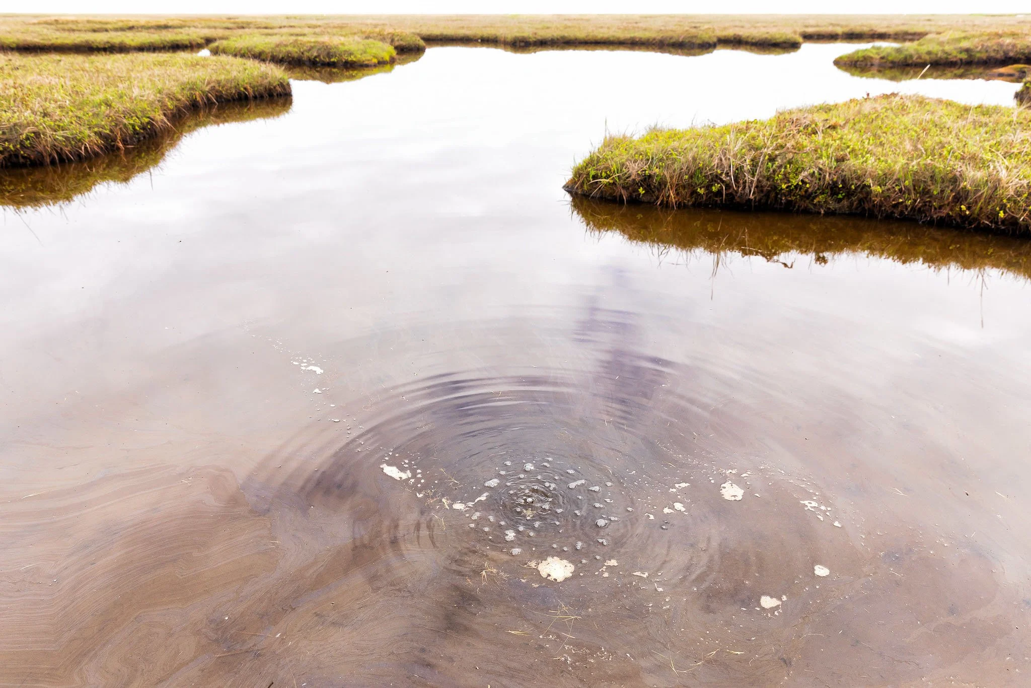 A drain field with water pooling between grass-covered mounds in a marshy landscape.