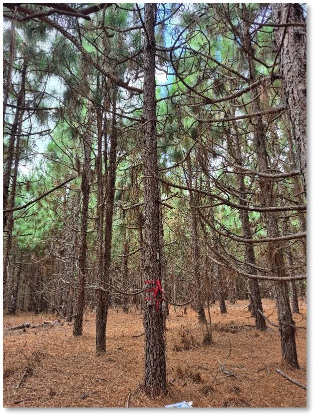 A forest scene with tall pine trees, some marked with red spray paint, and a ground covered with brown pine needles.