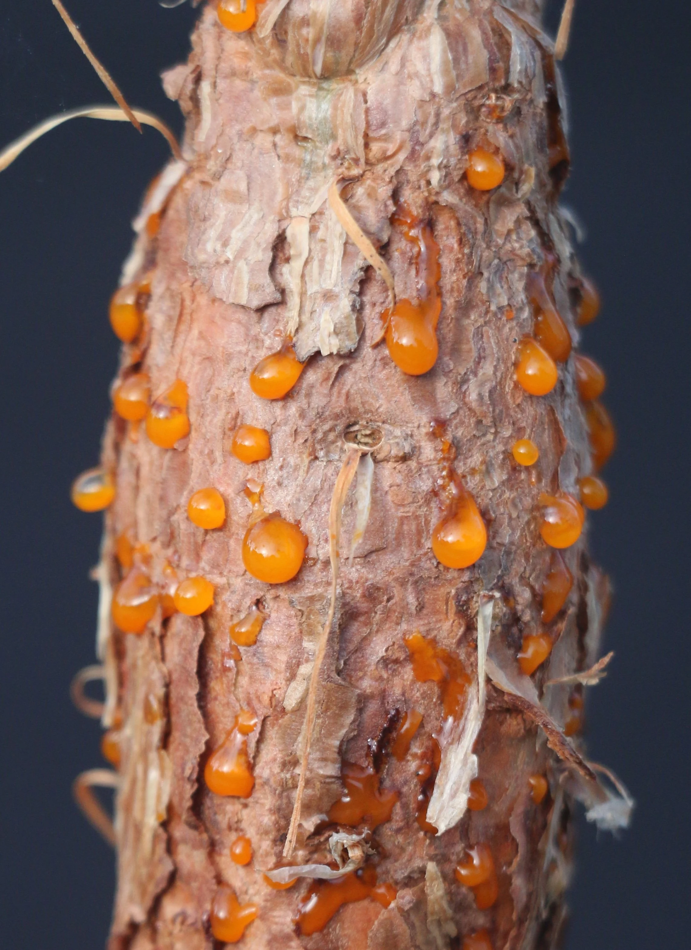Close-up of a plant stem with orange fungi, fusiform rust disease, growing on it.