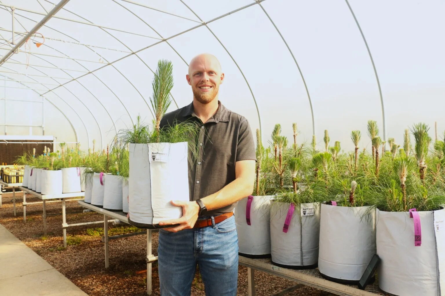 A man smiling and holding a large potted longleaf tree inside a greenhouse filled with similar plants in large white bags.