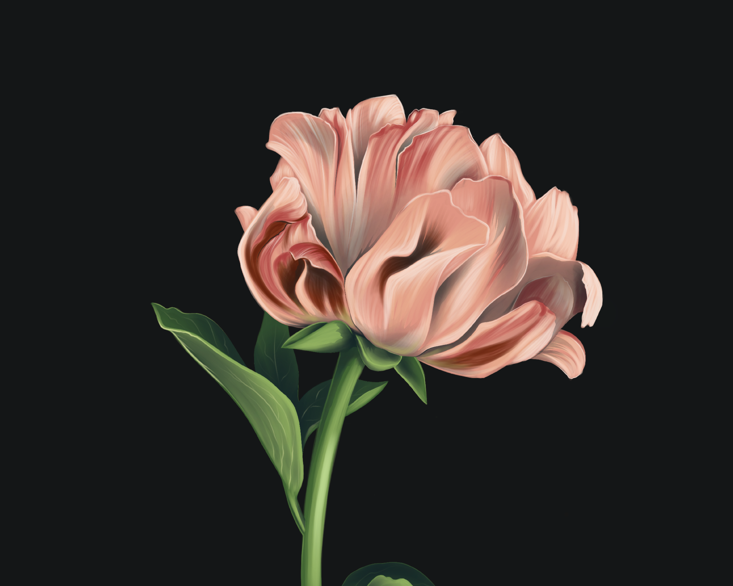 En illustration av en stor, ljust rosa pion mot en svart bakgrund