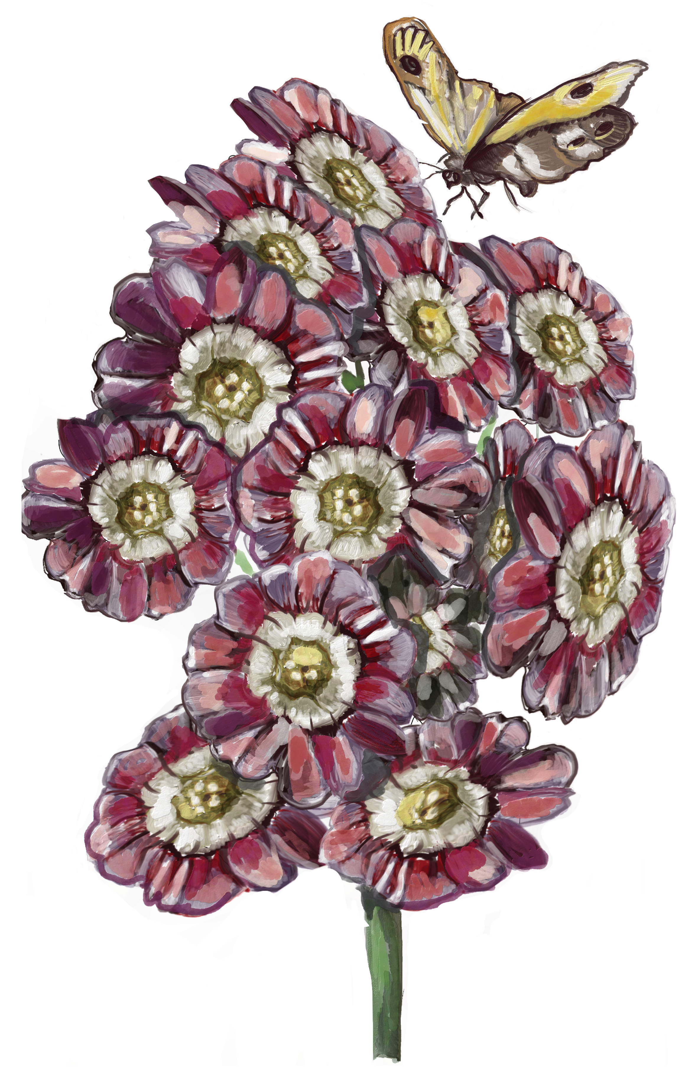 Un fiore con un gambo lungo e uno sciolto, con un mazzo di petali rossi e rosa e un centro bianco e verde. C'era una farfalla gialla che volava sopra il fiore.