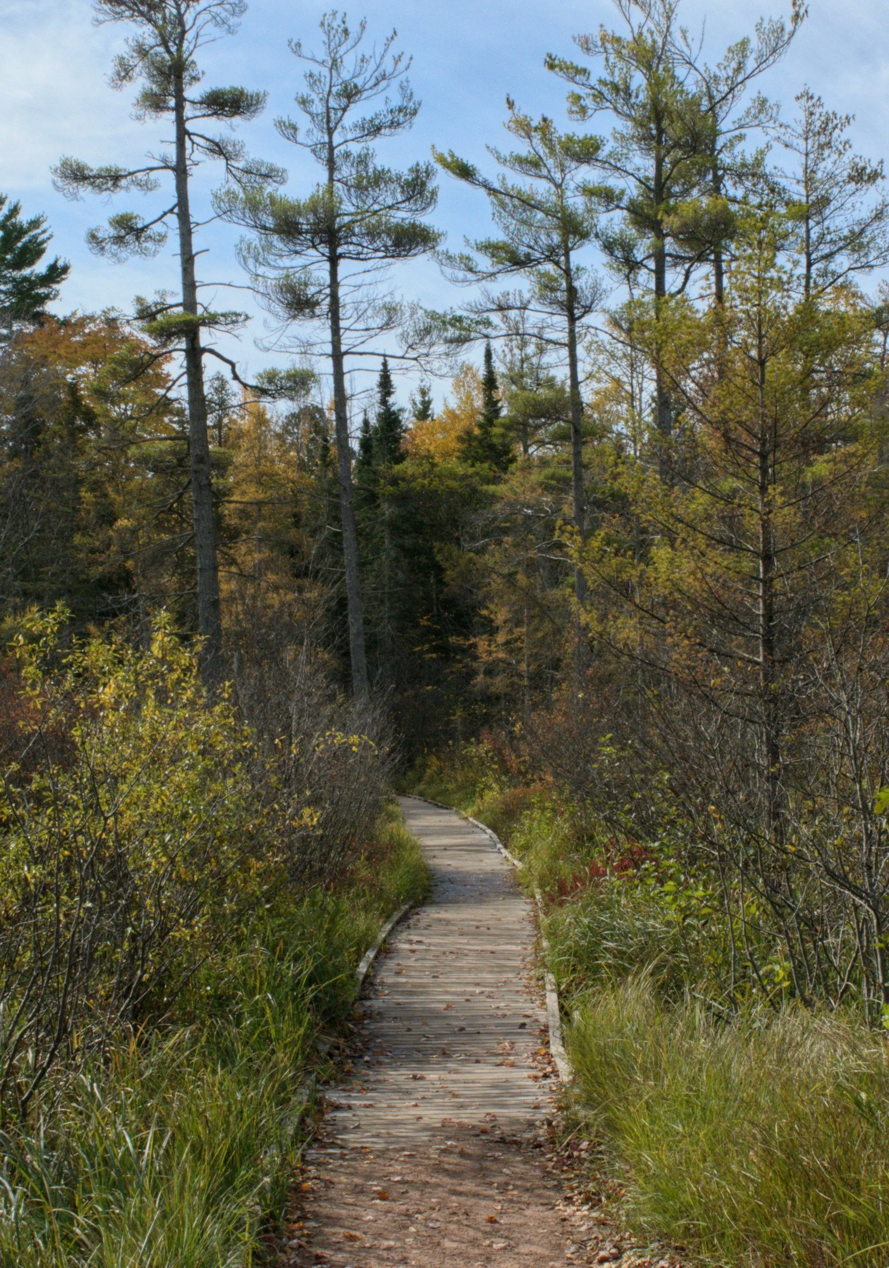 A long winding boardwalk trail through an autumn forest, representing The Chief Marketing Partner, a fractional CMO engagement offering senior marketing leadership for scaling small businesses from The Wiley Haase.