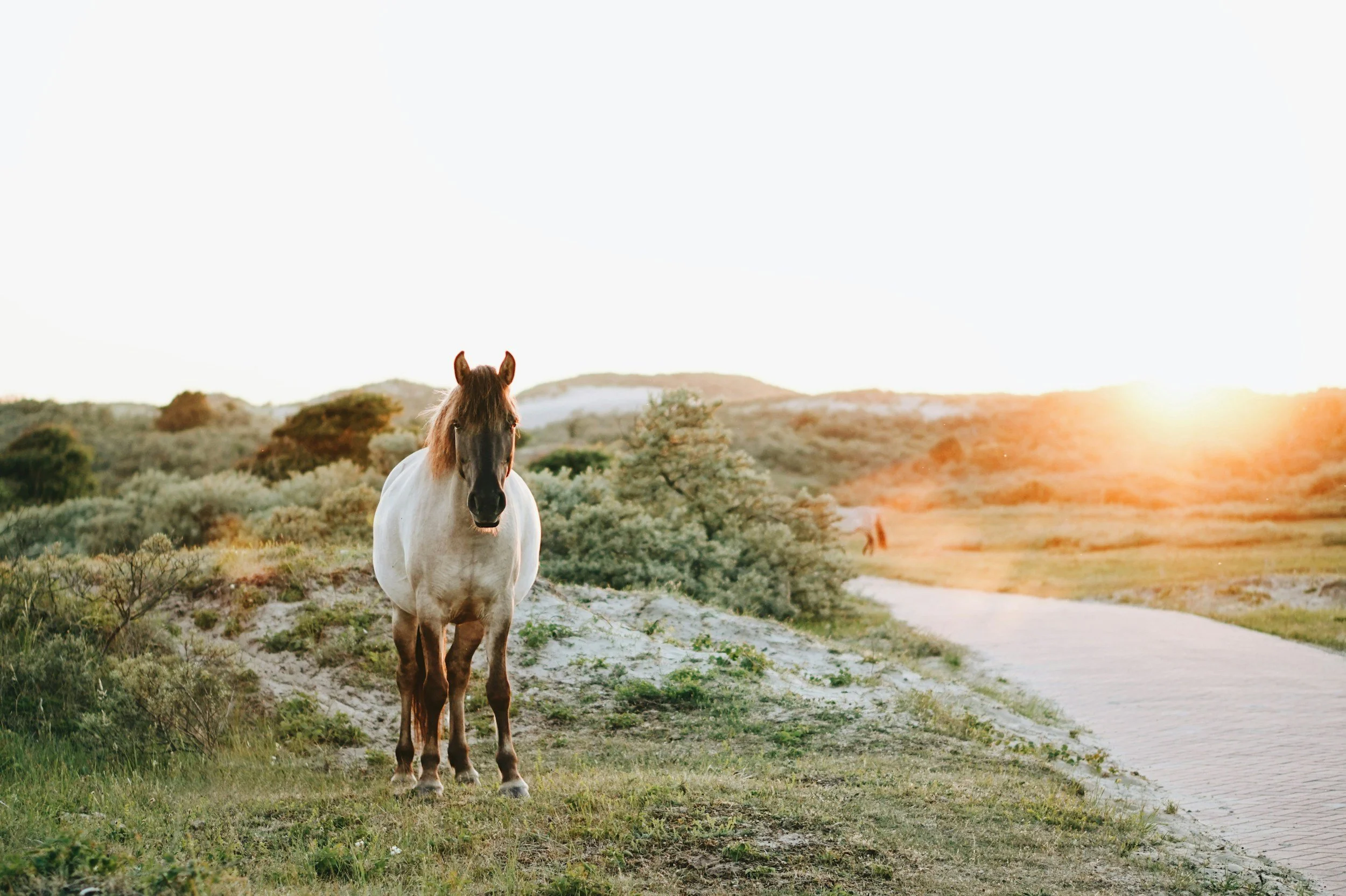 A horse walking a dirt path at golden hour — representing flat-rate website enhancement services including audits, implementation, and maintenance from The Wiley Haase