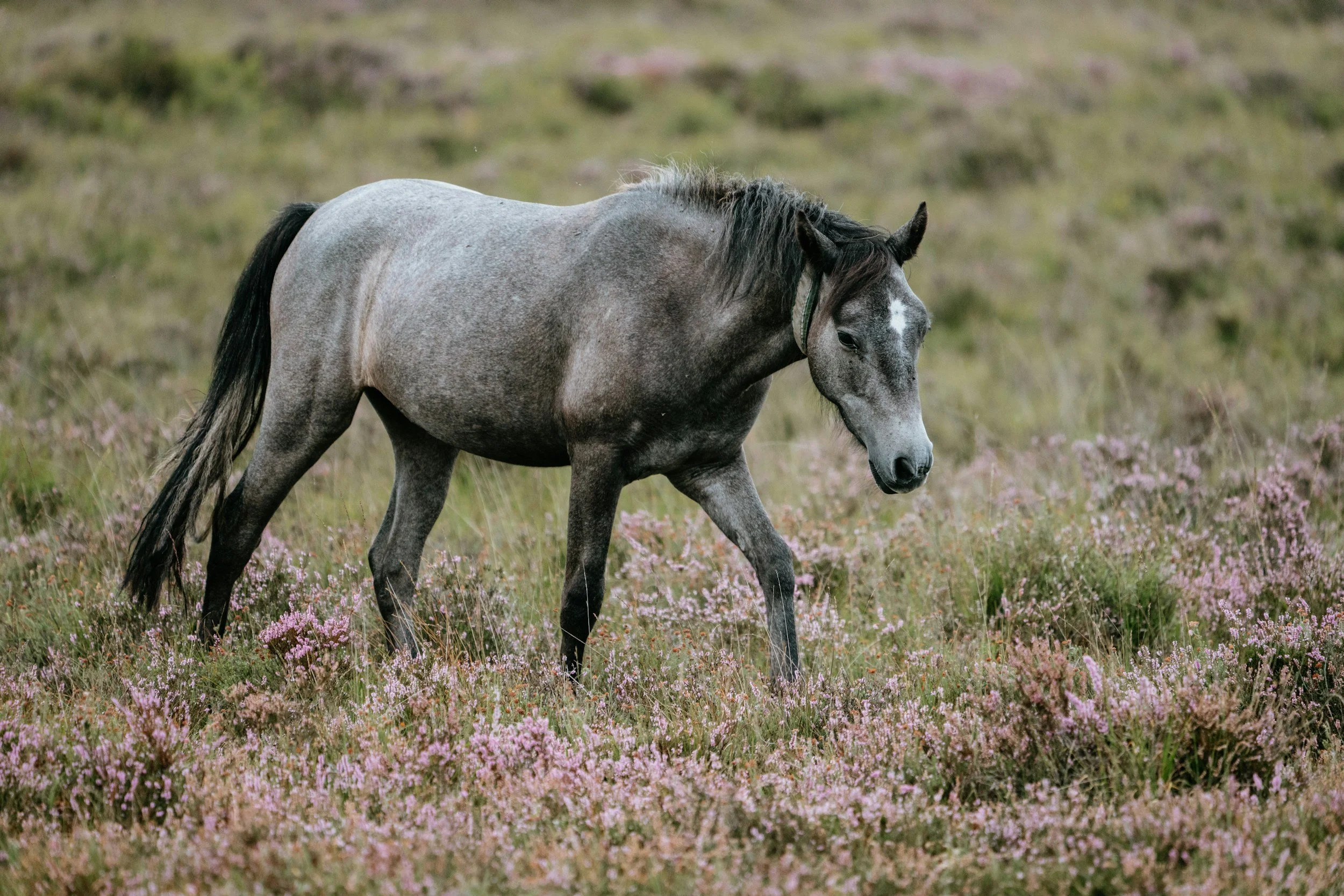 A gray horse grazing freely in a field of pink blooms — representing custom-scope systems and automation services including CRM integration, booking setup, and email automation from The Wiley Haase.