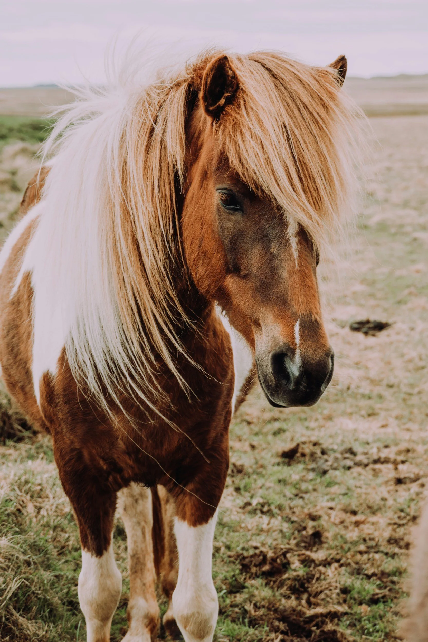 A close-up of a brown and white horse with a long, flowing blonde mane standing in a grassy field.