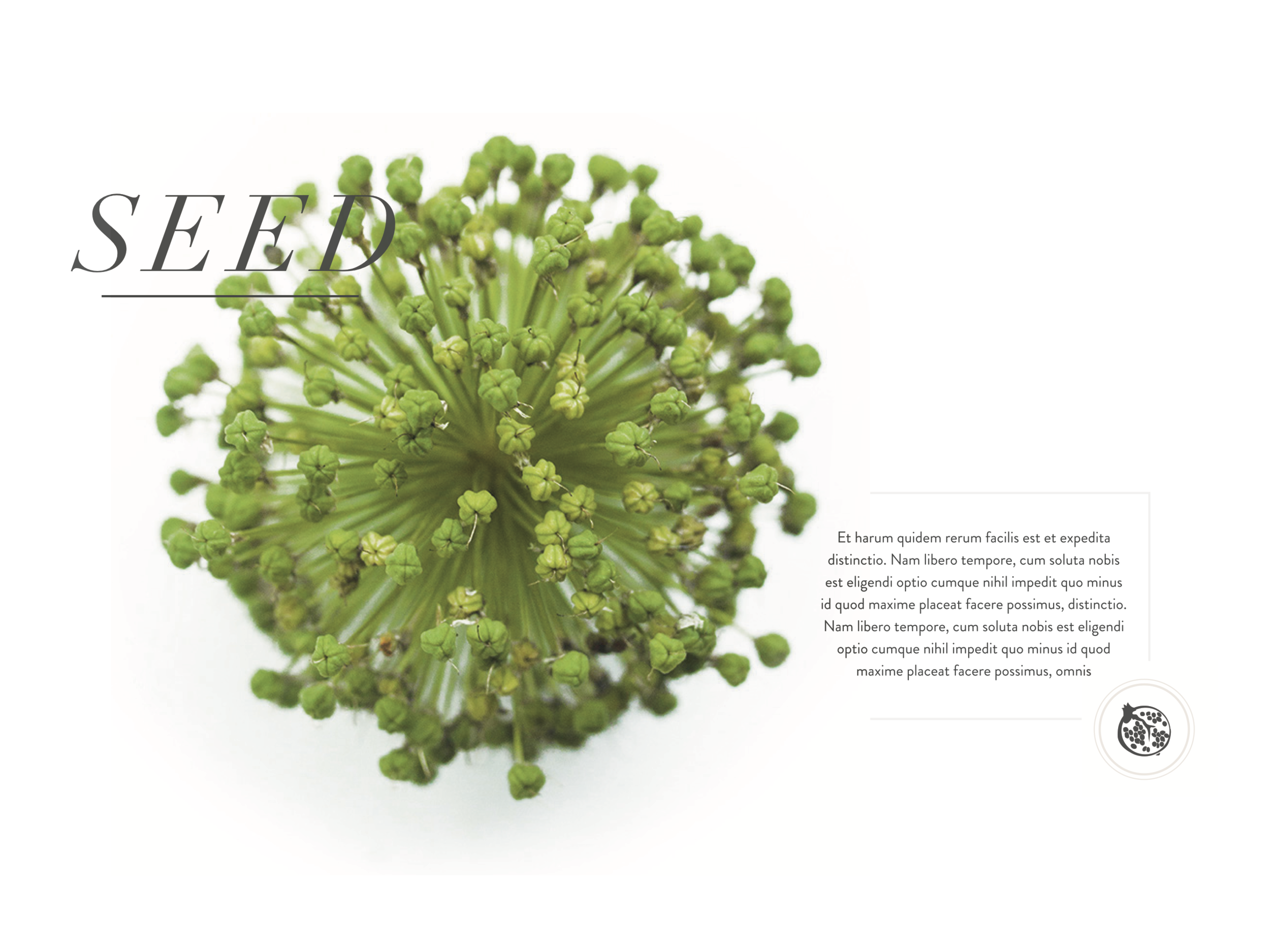 Bethany Birnie Minneapolis Photography & Art Direction