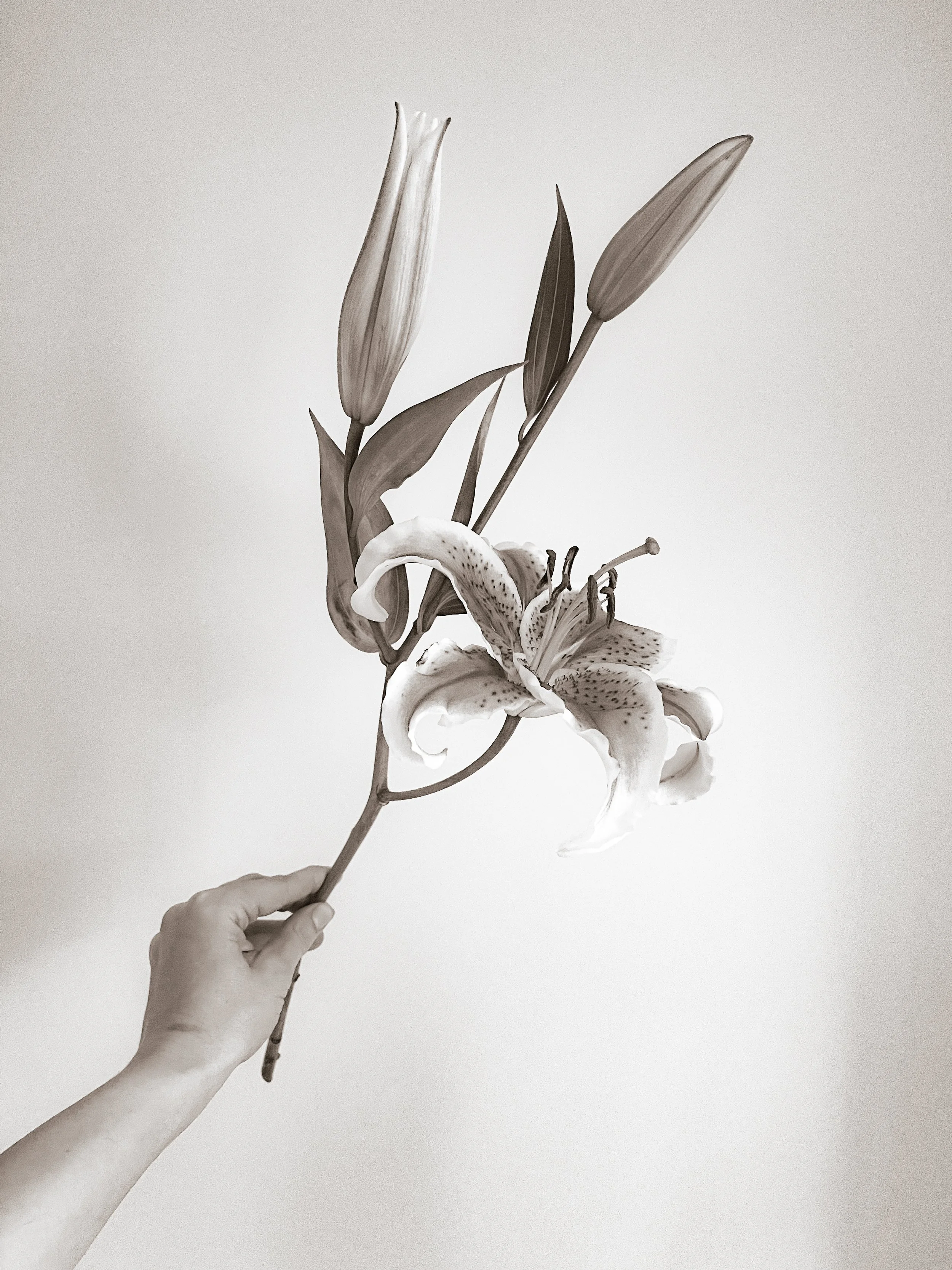 Hand holding a single lily stem, evoking intention and the beginning of a private Human Design event