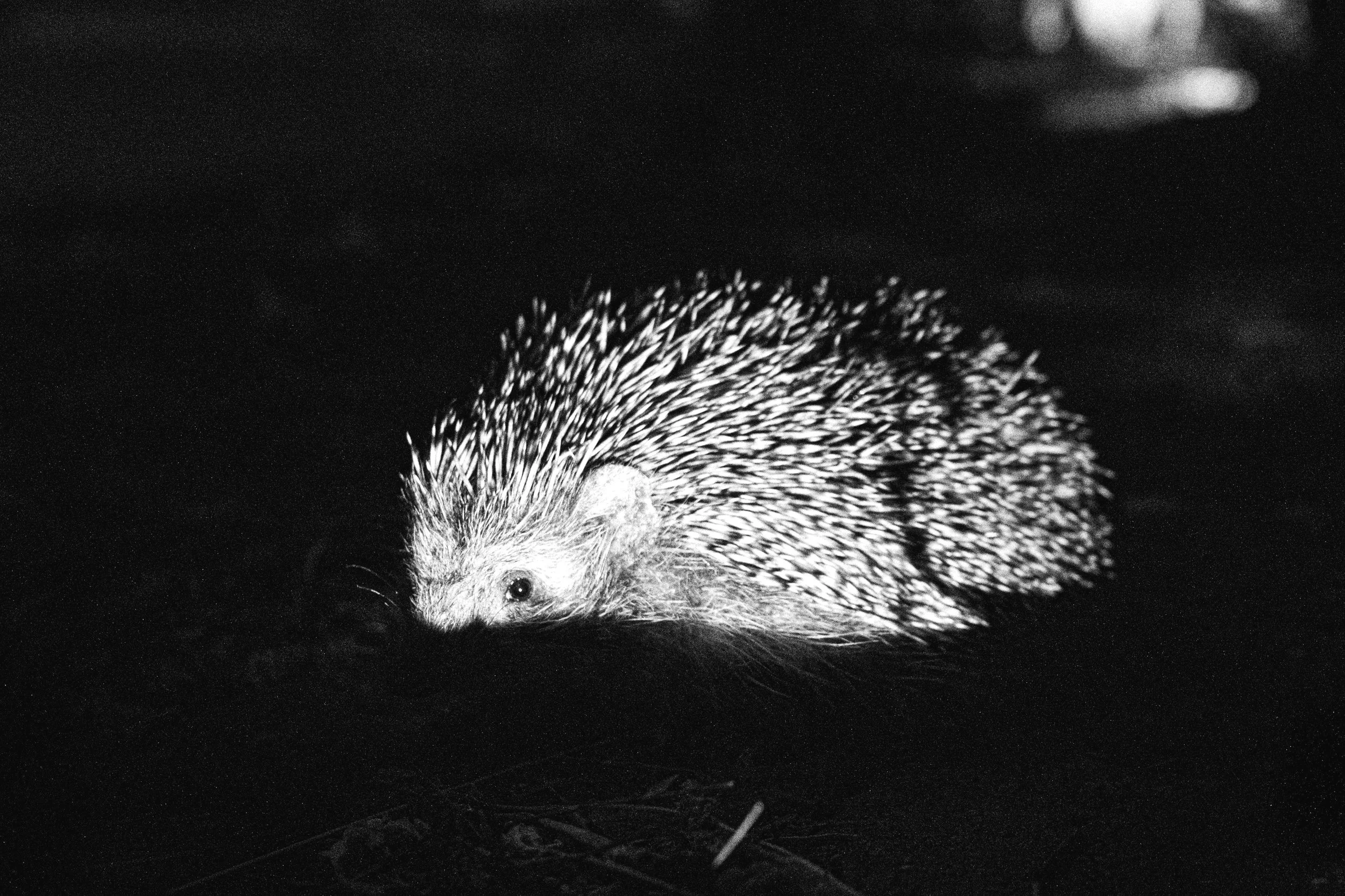 Black and white photo of a hedgehog on dark background.