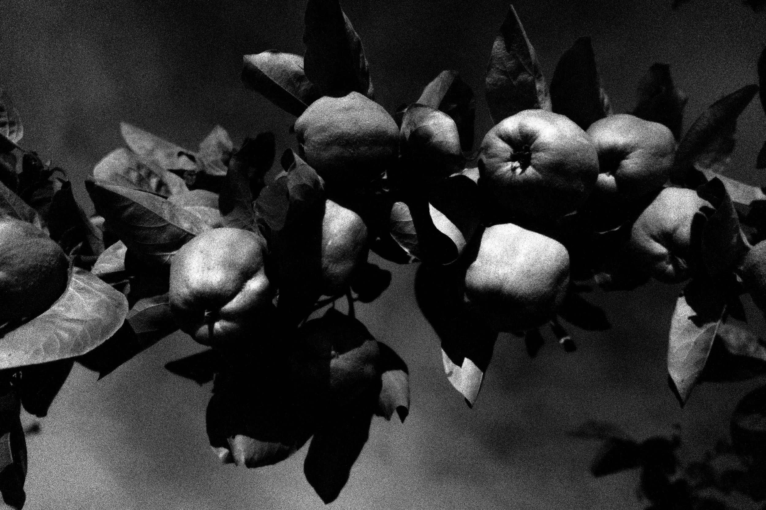 Black and white photo of a branch with multiple apples and leaves.