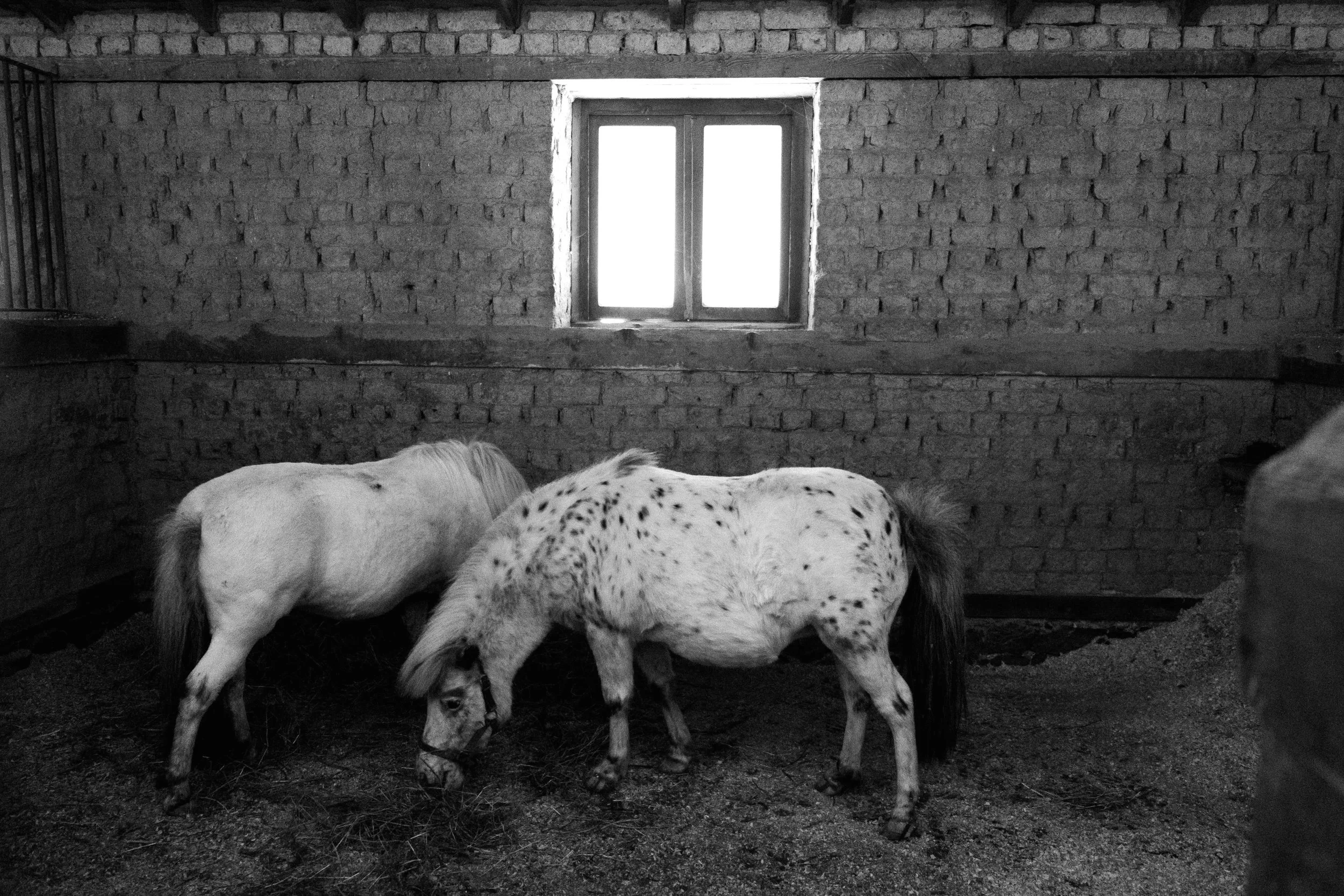 Two small horses, one white and the other with black spots, inside a brick-walled barn with a small window.