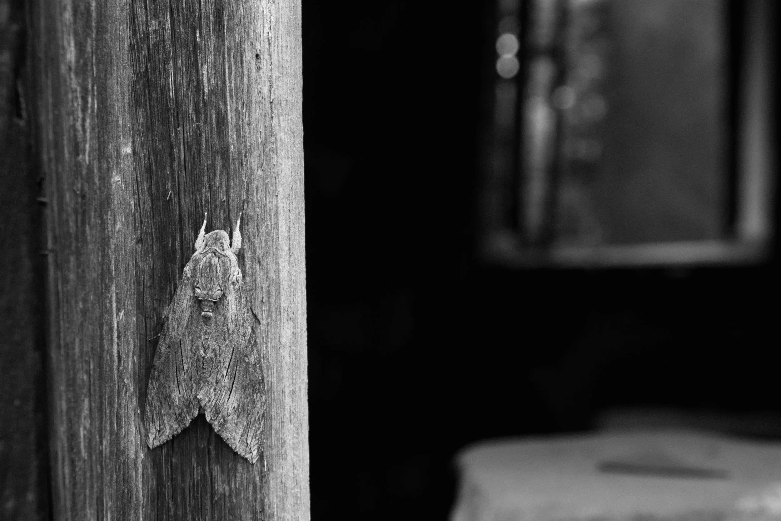 A moth resting on a wooden surface with a blurred background.
