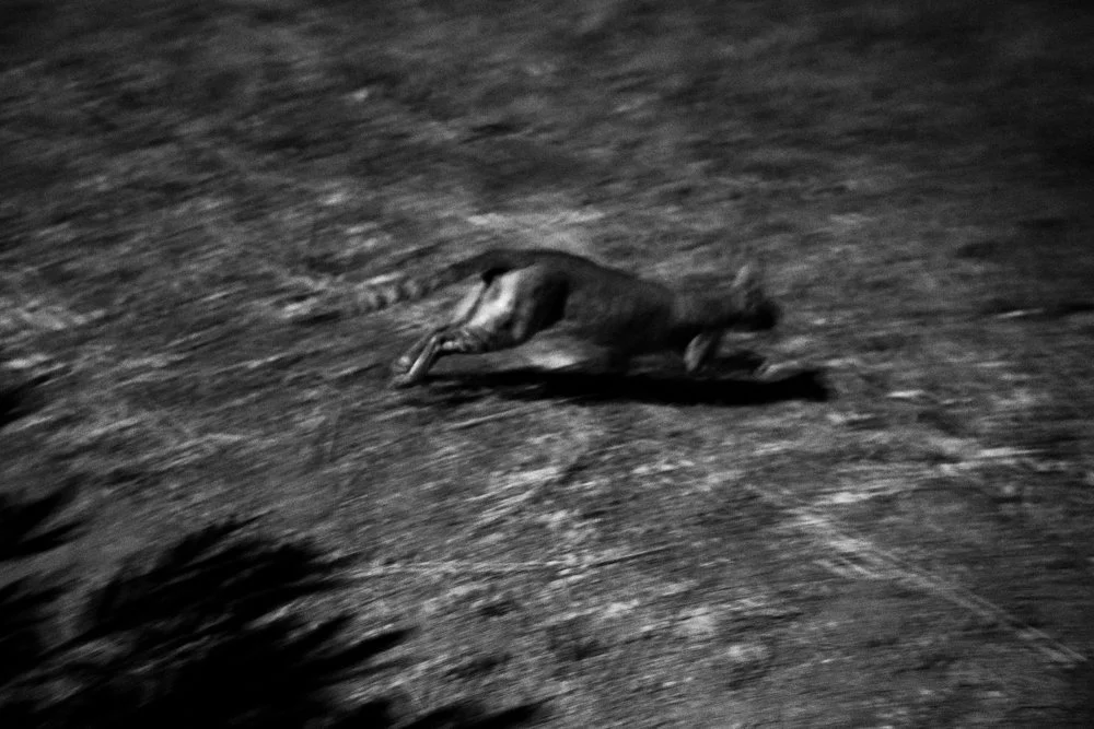 DSCF0132-4_1.jpg