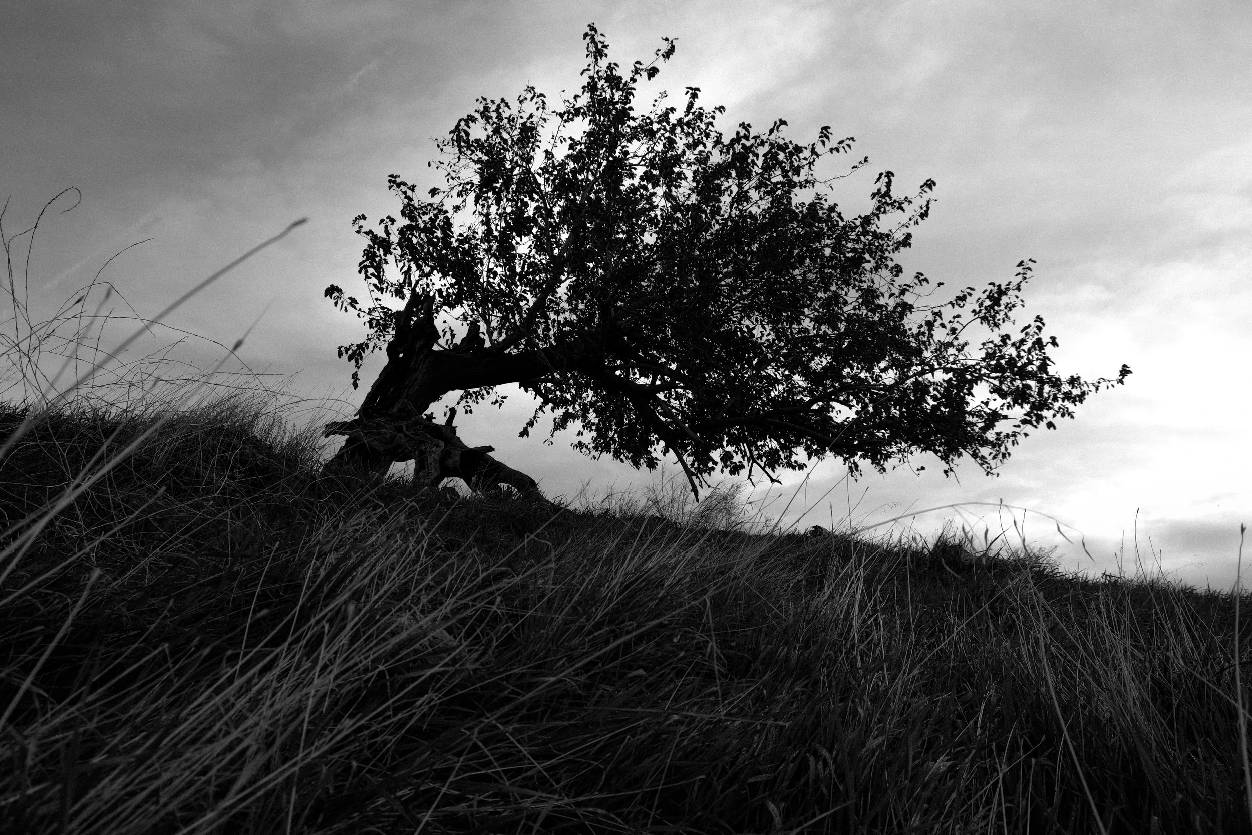 Black and white photo of a lone, gnarled tree on a grassy hill against a cloudy sky.