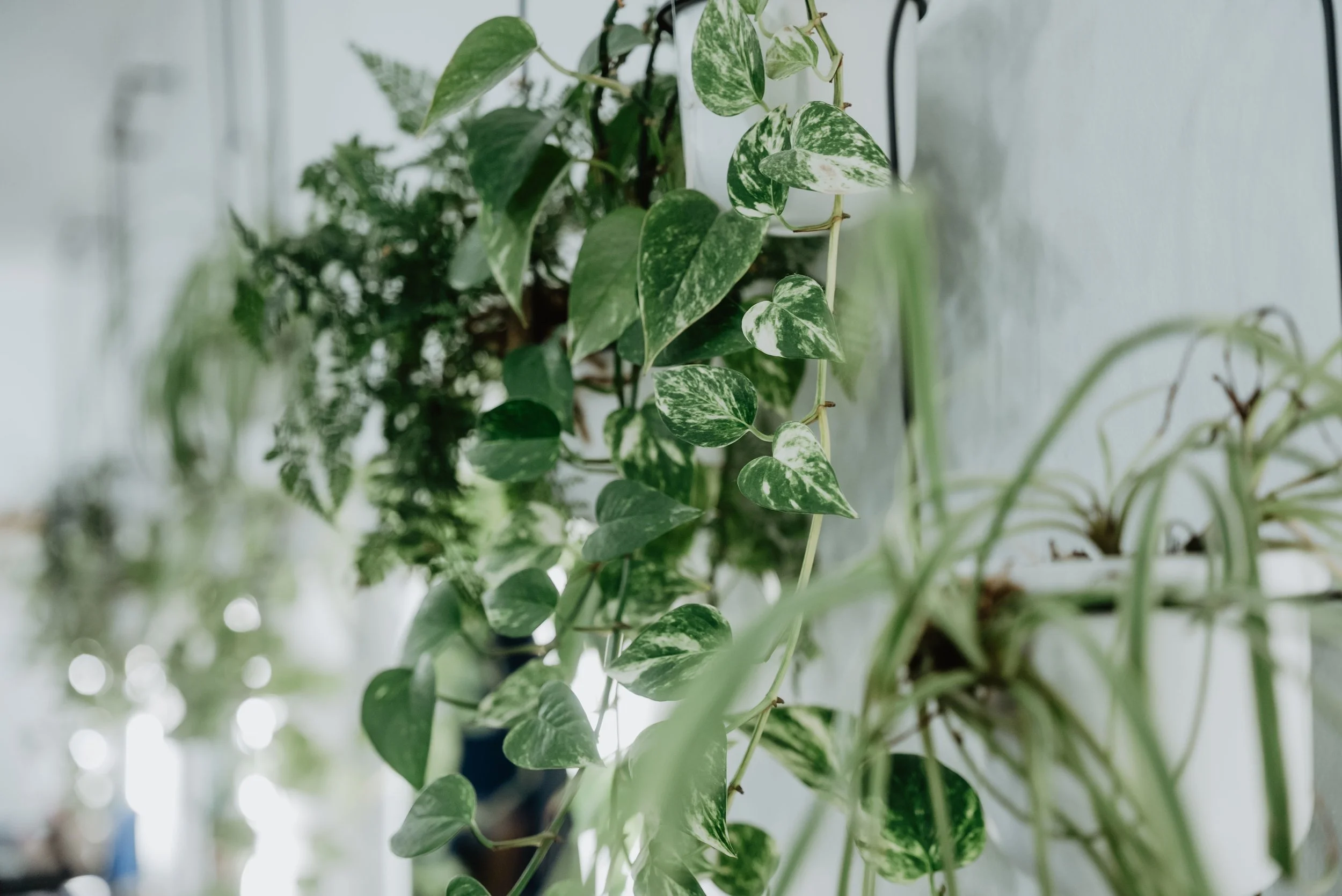 Close-up of green and white variegated ivy plant climbing on a wall.