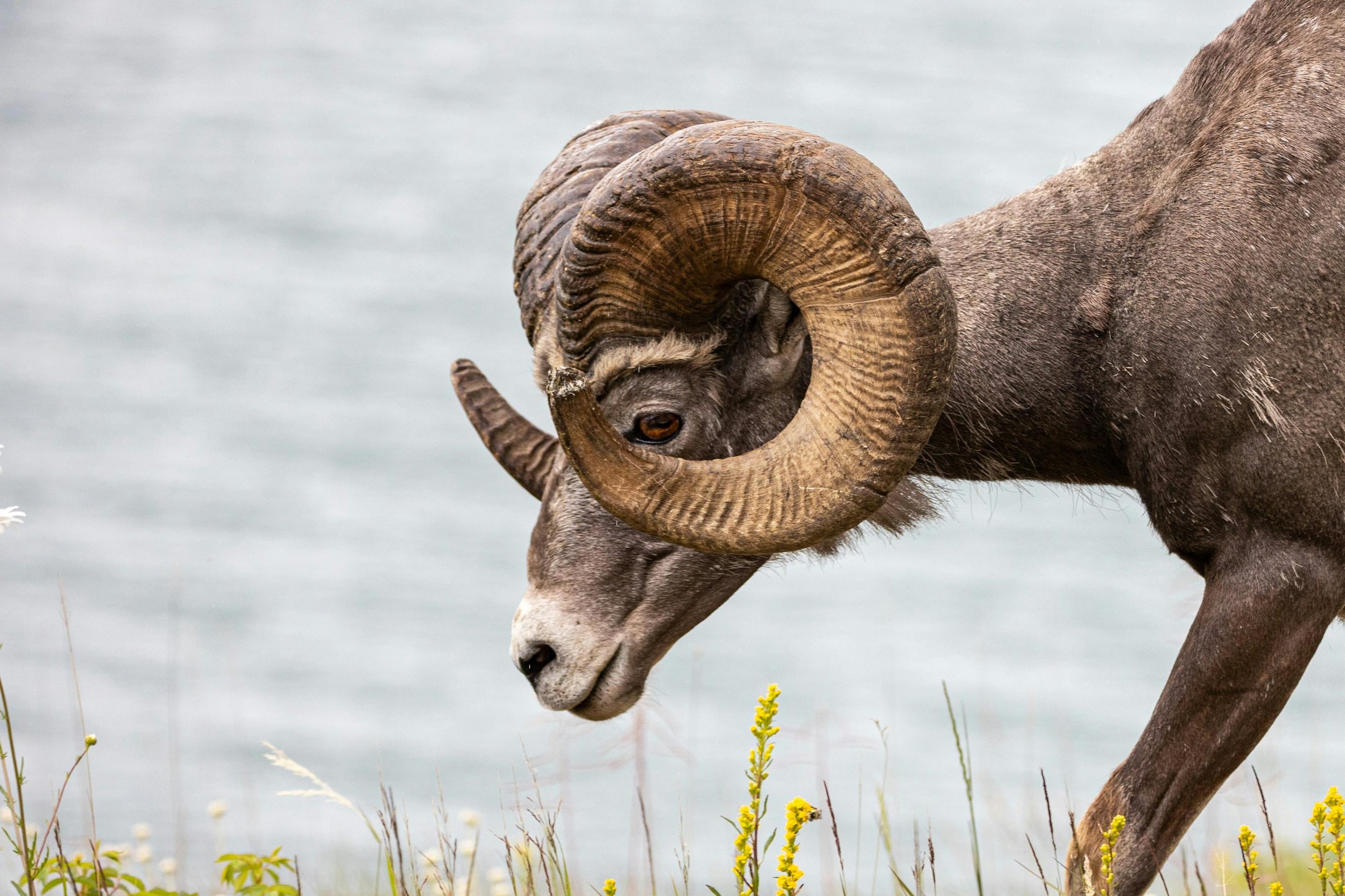 A bighorn sheep with large curled horns standing near a body of water, surrounded by yellow wildflowers.
