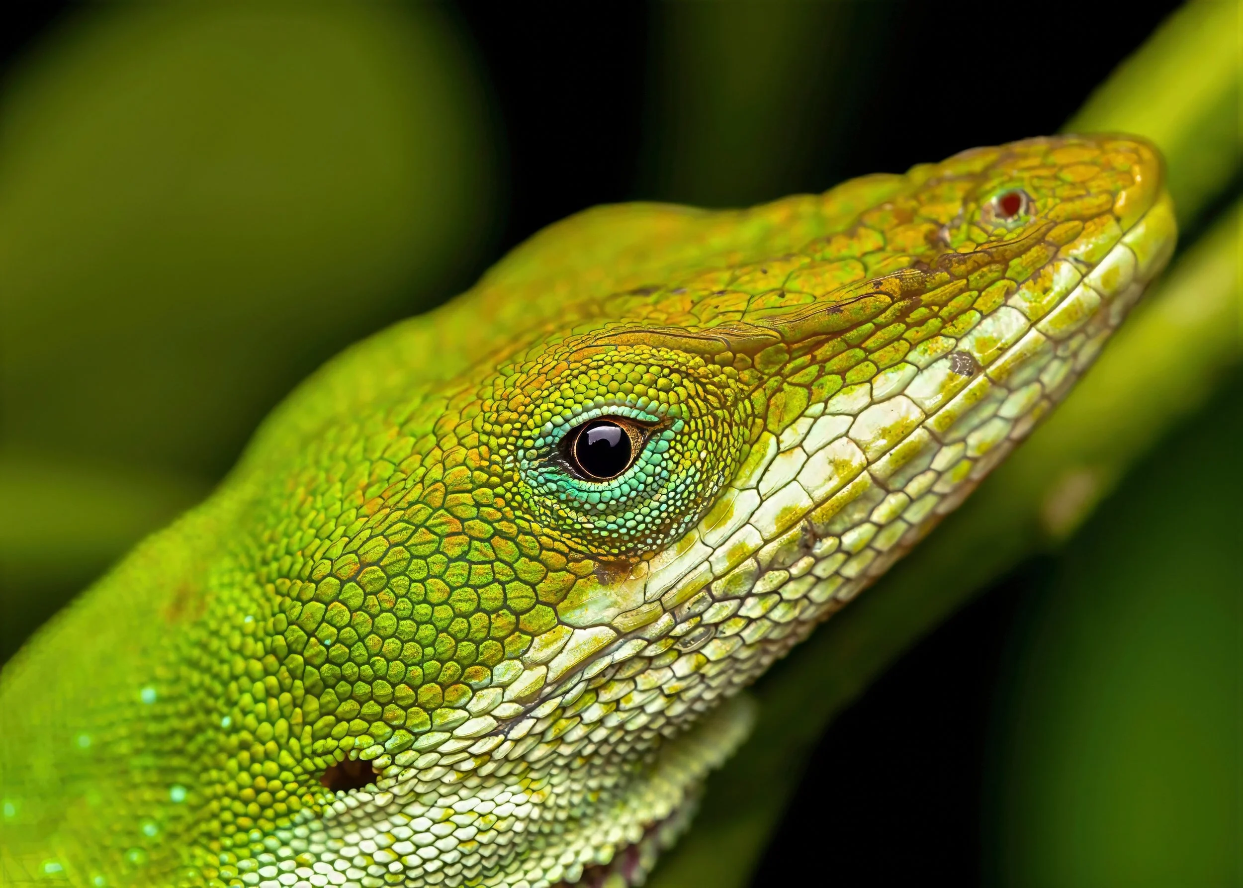 Green Anole-gigapixel 5x7 pc-high fidelity v2-2100w-topaz-sharpen-denoise-lighting-upscale-2x.jpg