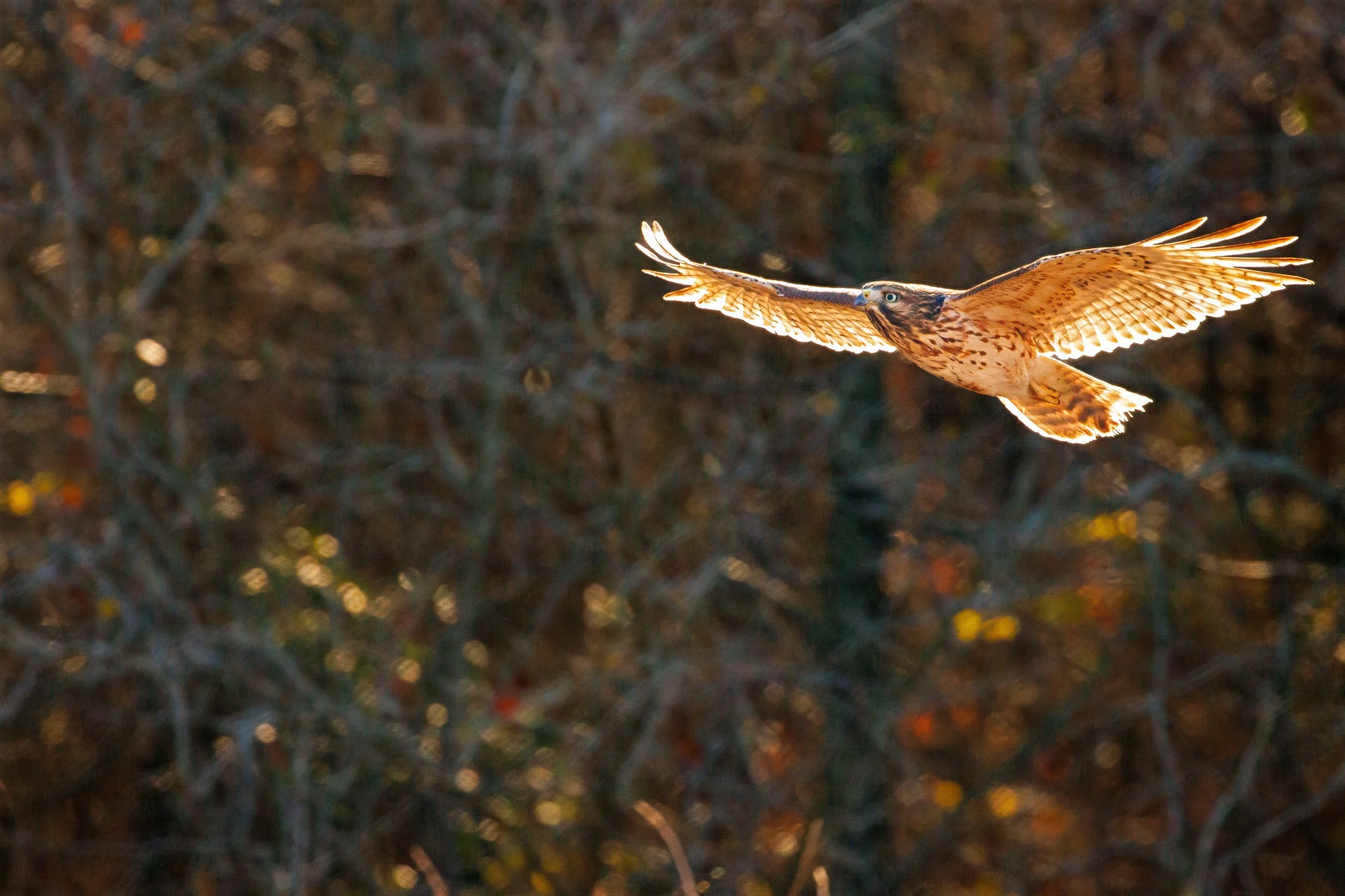 A Red-shouldered Hawk in front of a blurred background of trees and branches, with wings spread wide.